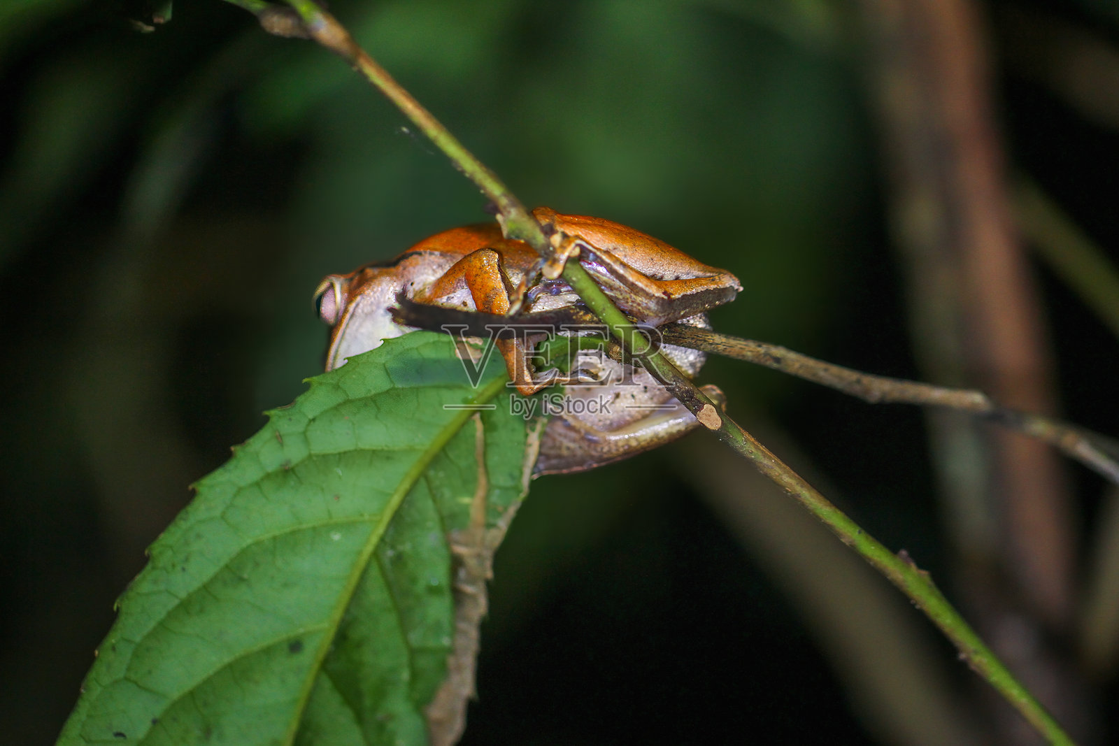 新北市,台湾的夜晚,布劳尔树蛙栖息在叶子上。照片摄影图片