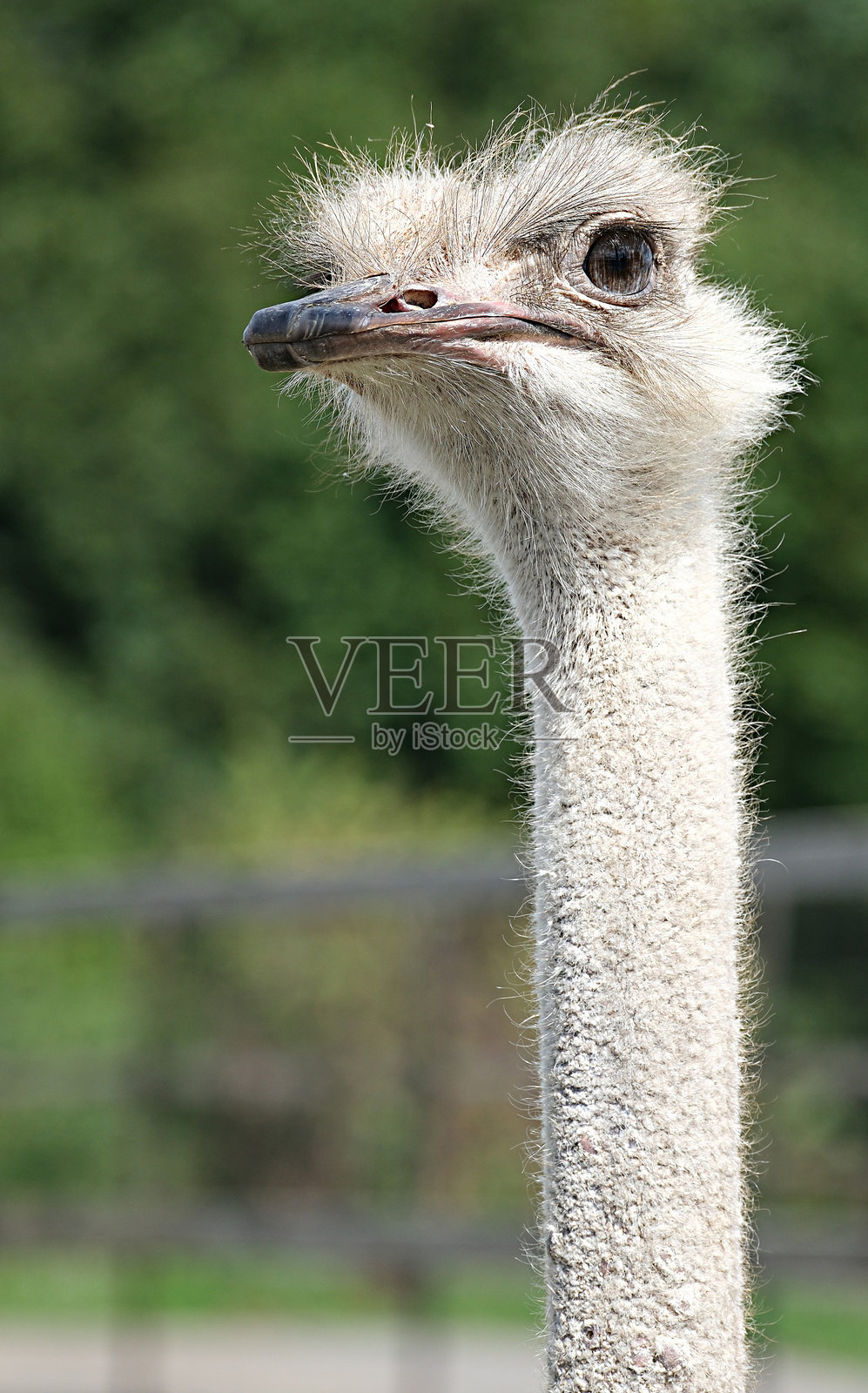 鸵鸟农场的非洲鸵鸟头特写。有趣的鸵鸟。鸵鸟的肖像照片摄影图片
