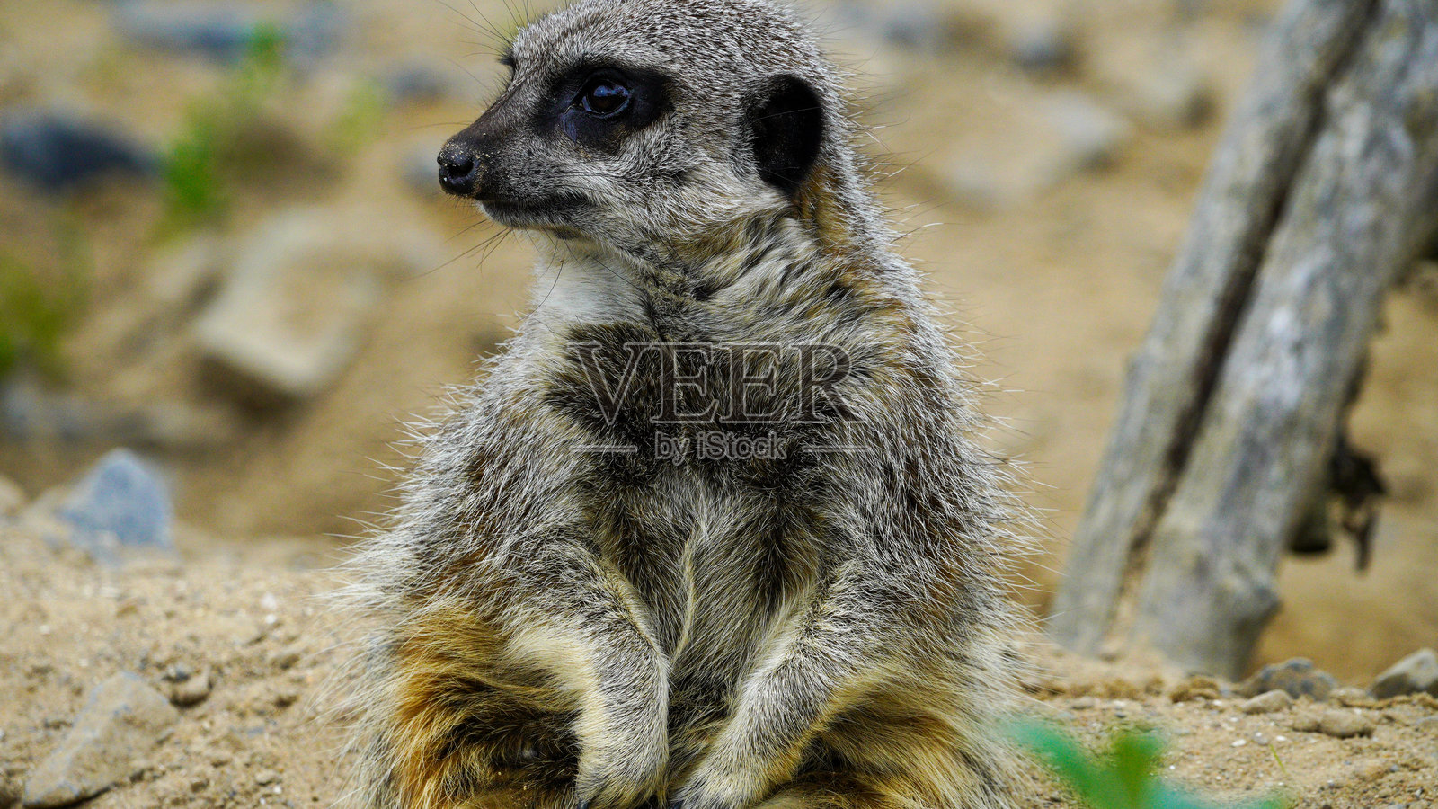 一只小狐獴坐在彭布罗克郡的福利农场动物园的围栏里照片摄影图片