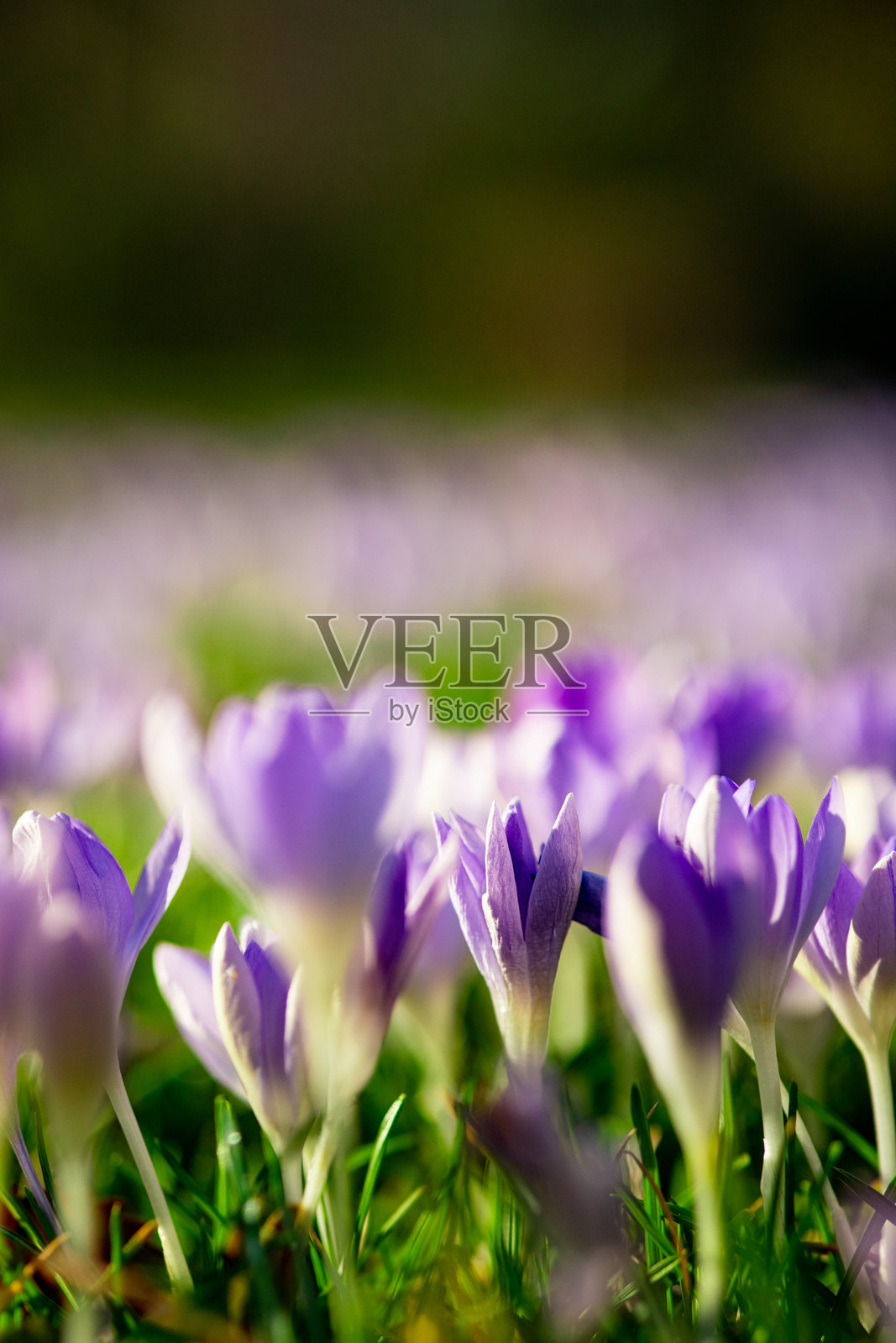 阳光明媚的春季花园中盛开的紫色番红花田照片摄影图片