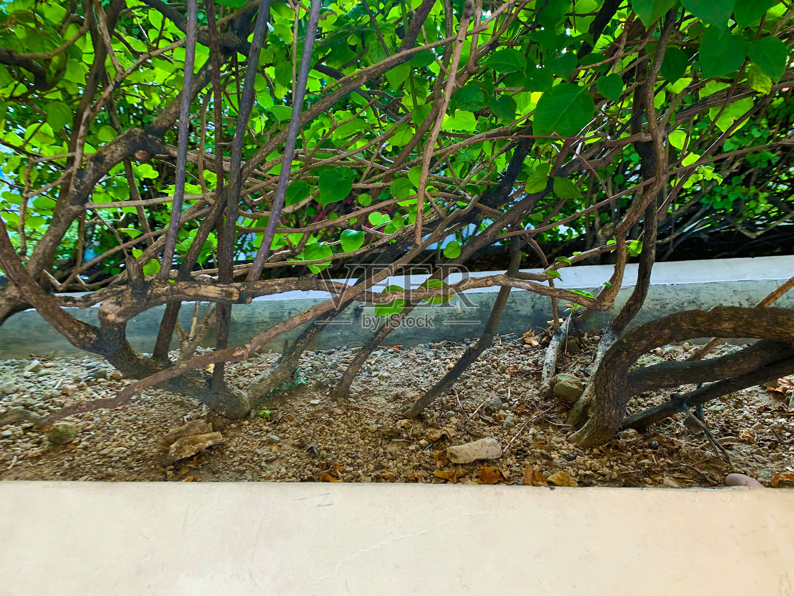 城市中的绿色植物照片摄影图片