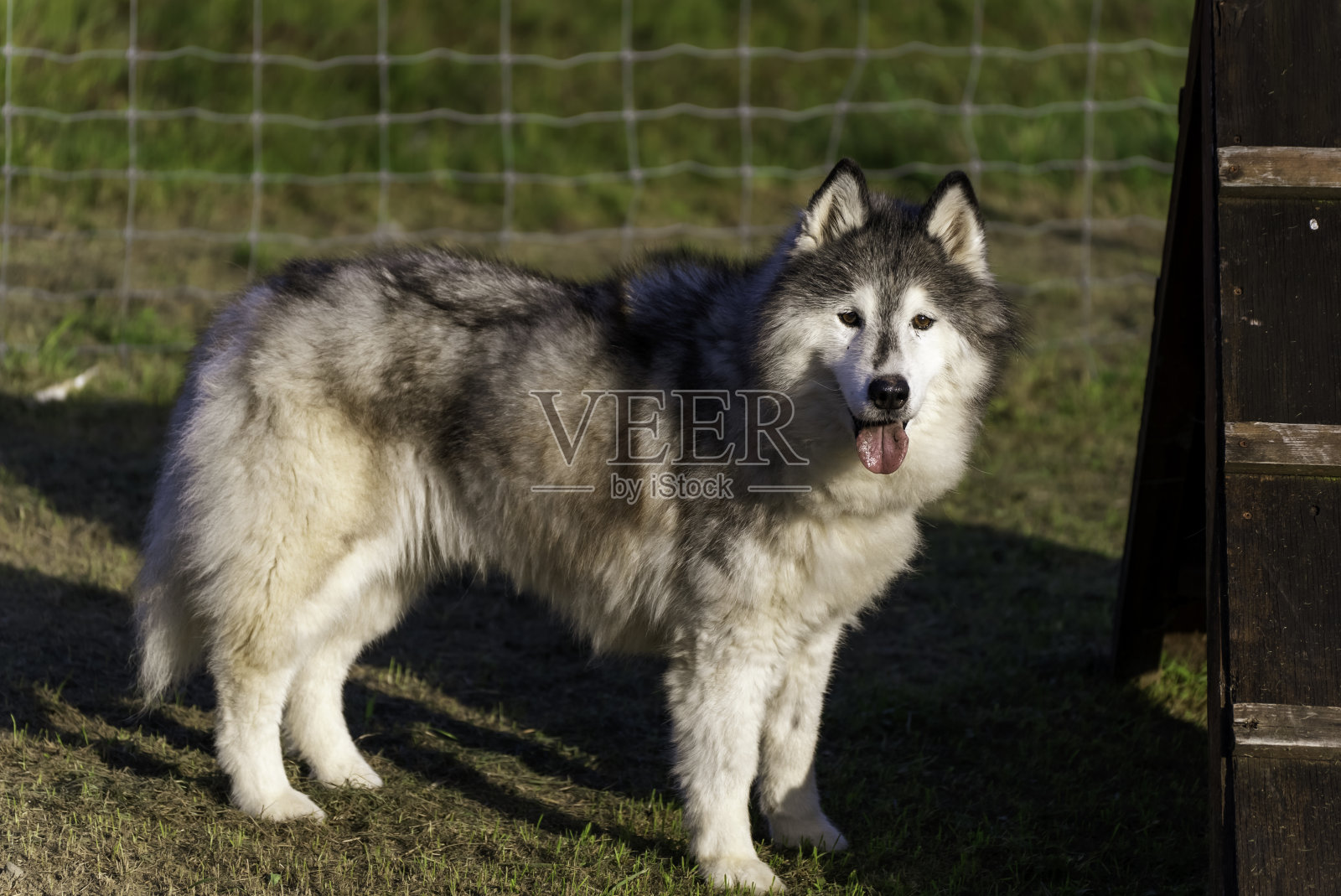阿拉斯加马拉穆特犬照片摄影图片