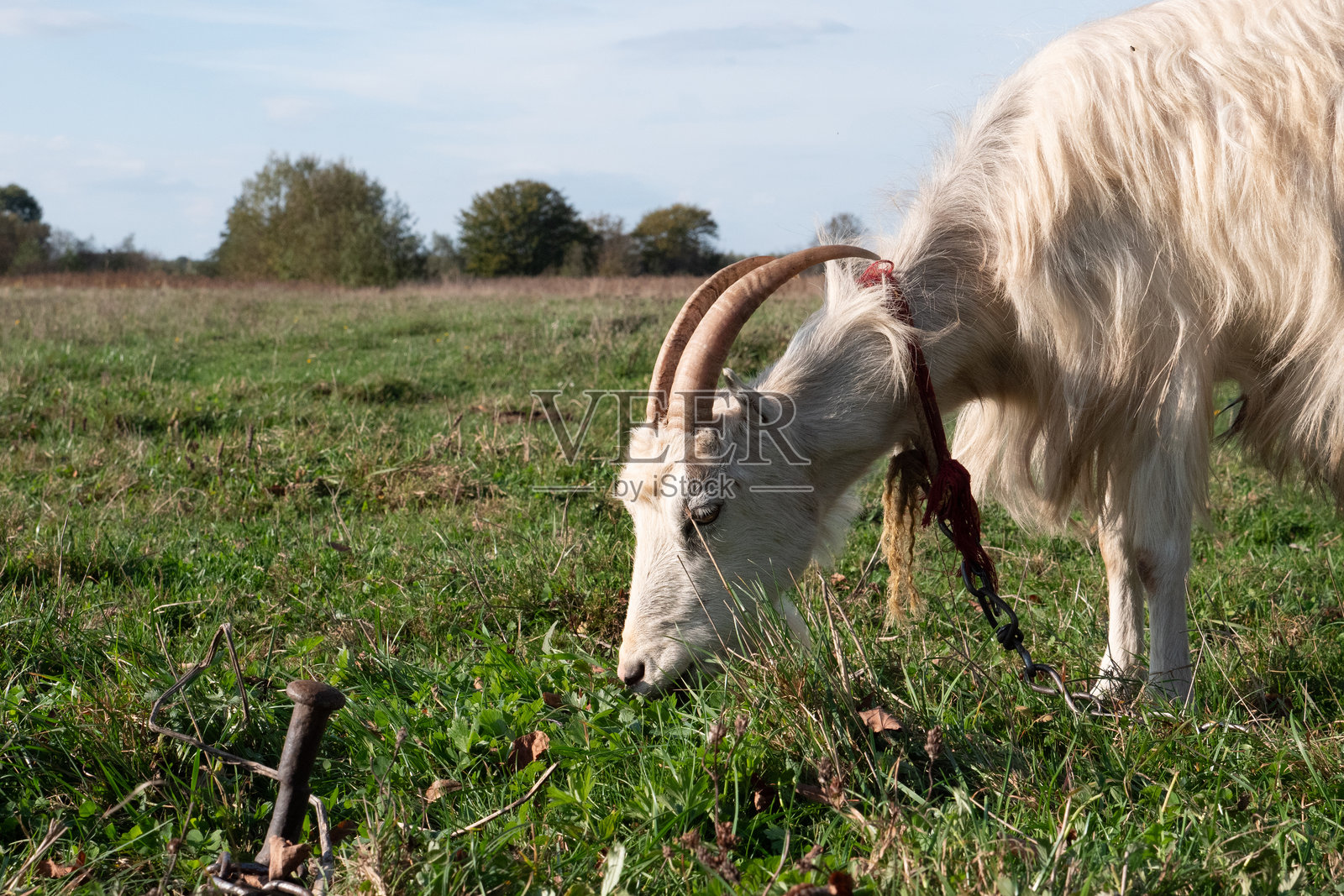 山羊在草地上吃草。农业。山羊的护理。照片摄影图片