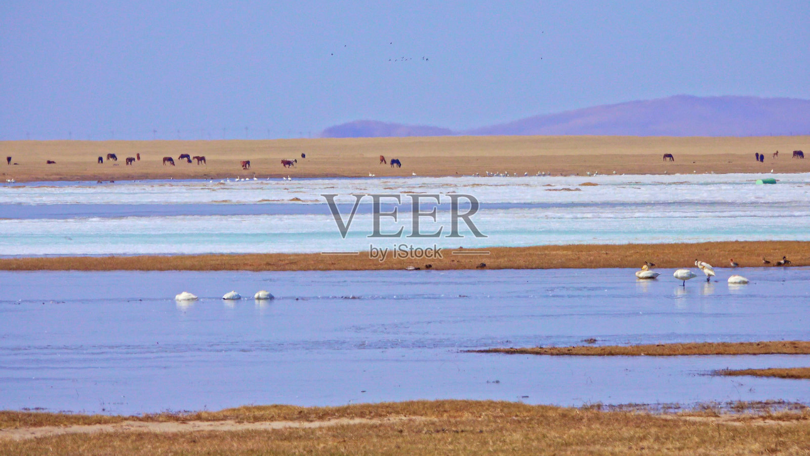 天鹅,呼伦湖,呼伦贝尔草原,呼伦贝尔,内蒙古自治区,中国,亚洲。照片摄影图片