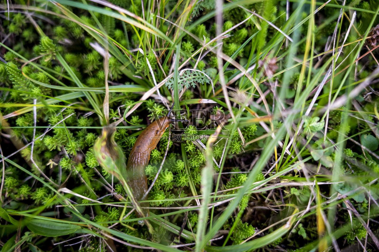 巨型蛞蝓在草地上爬行照片摄影图片