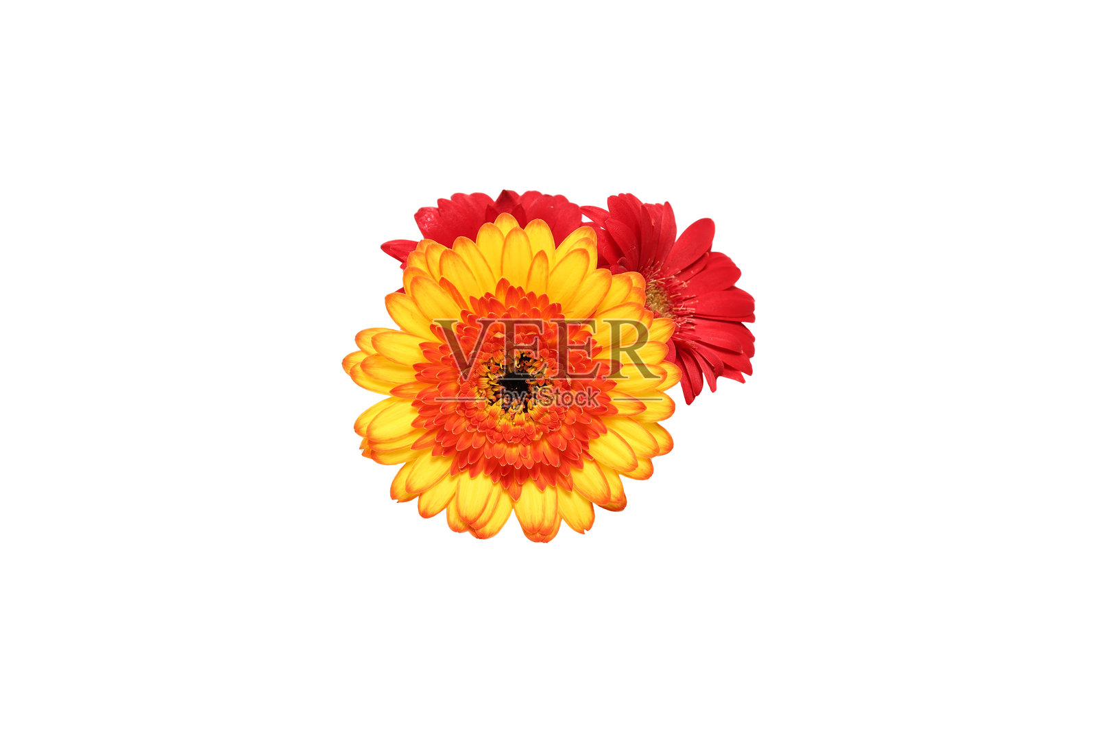 孤立在白色背景上的非洲菊花束。照片摄影图片