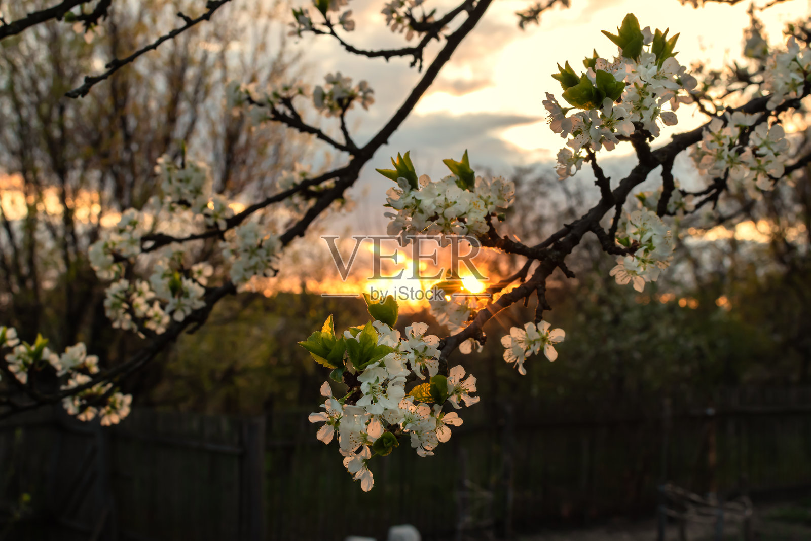 梅花在落日余晖中绽放照片摄影图片