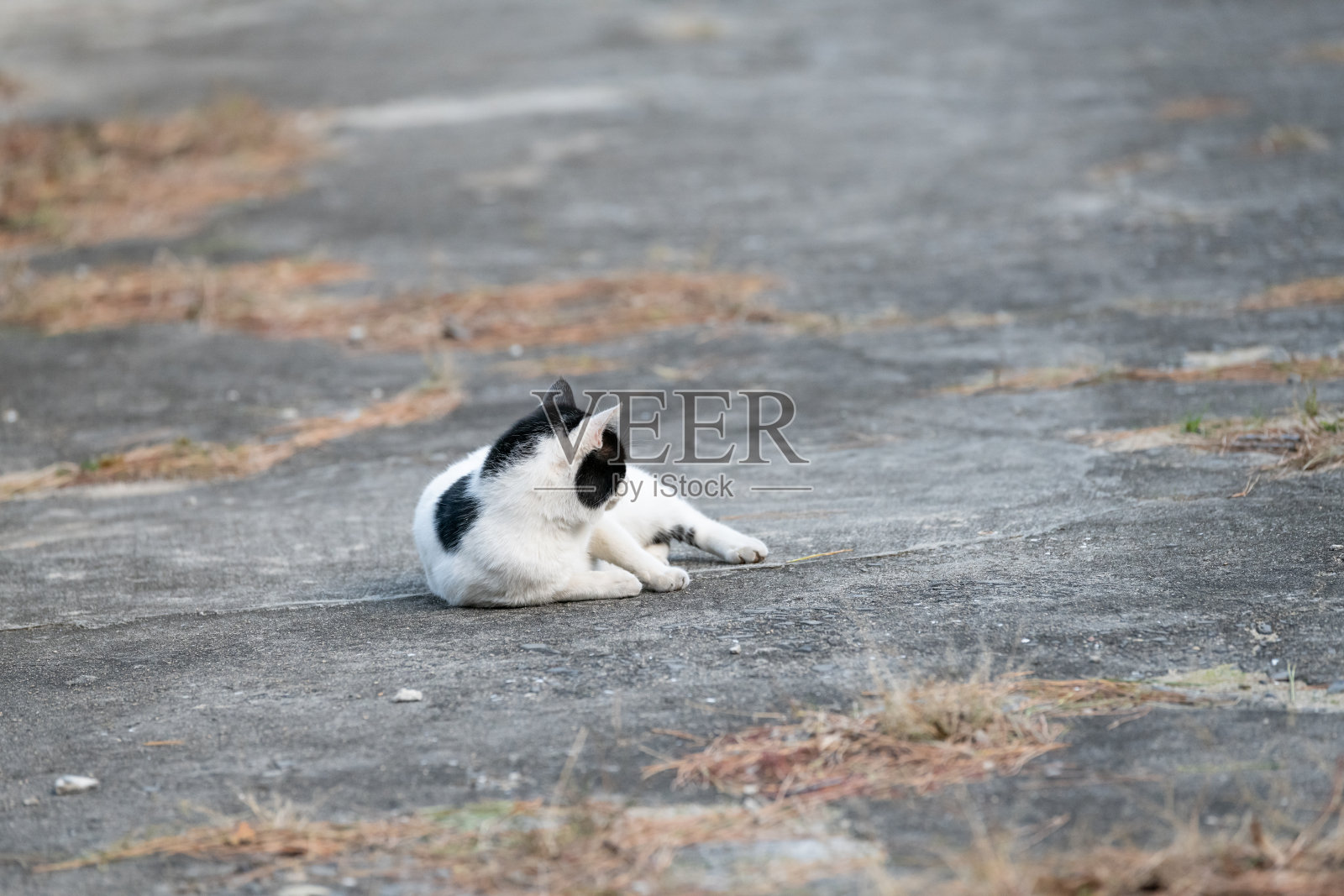 可爱的猫咪在户外躺着照片摄影图片