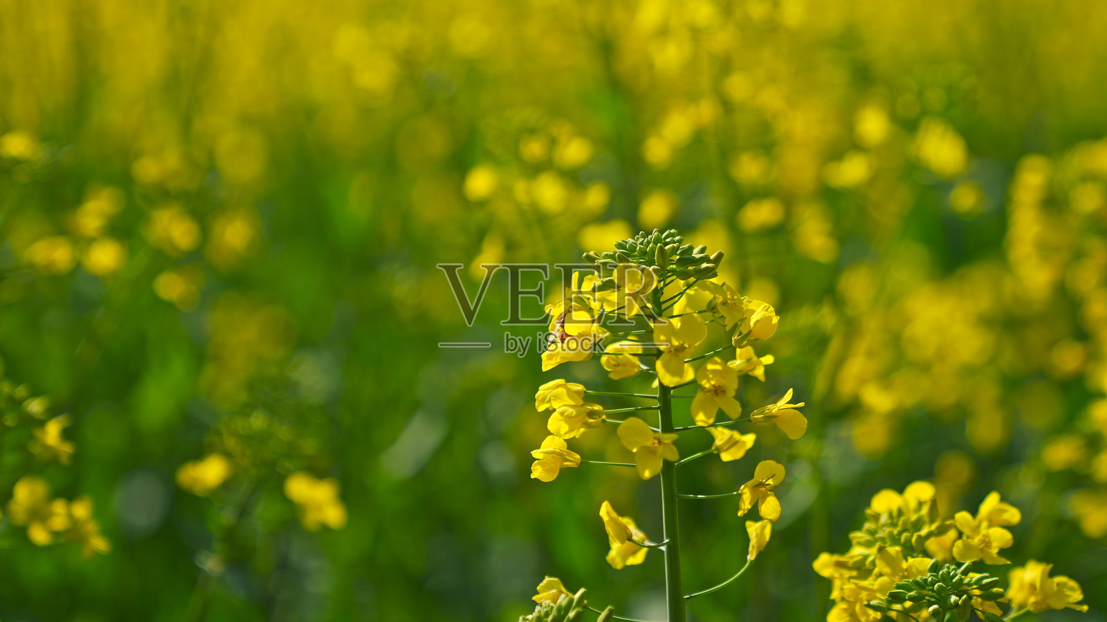 春天的油菜花,中国,亚洲。照片摄影图片