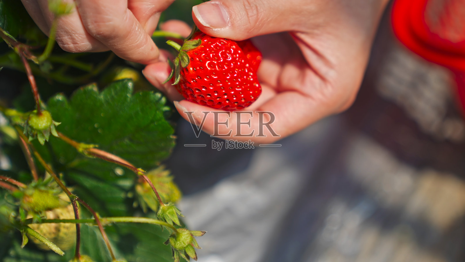 在草莓园里采摘草莓。照片摄影图片