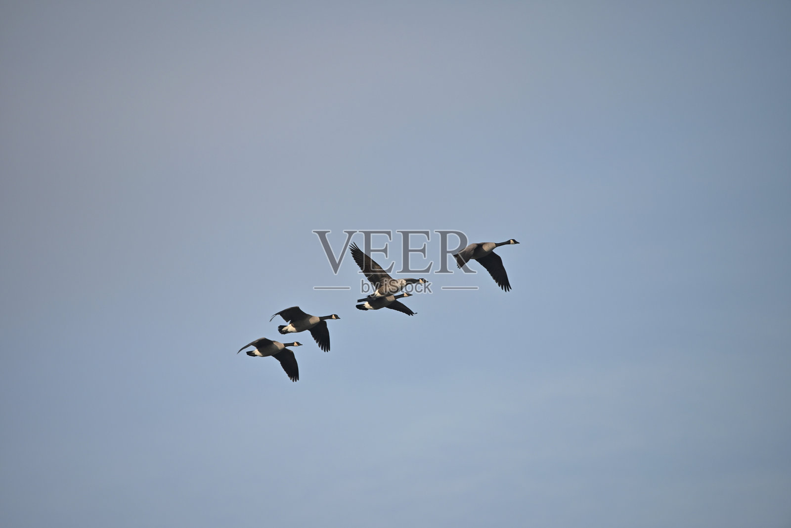 加拿大鹅照片摄影图片