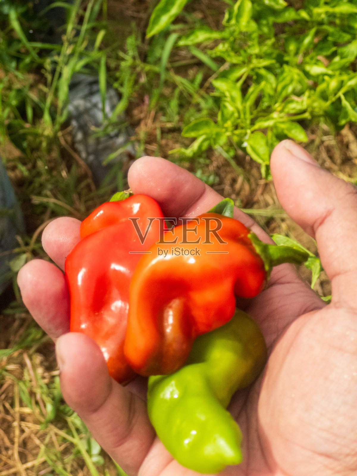 一把辣椒的特写照片摄影图片