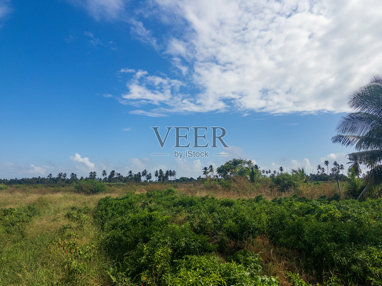 东伯比斯-科伦泰恩,圭亚那的布什洛特农场 - 农田照片摄影图片