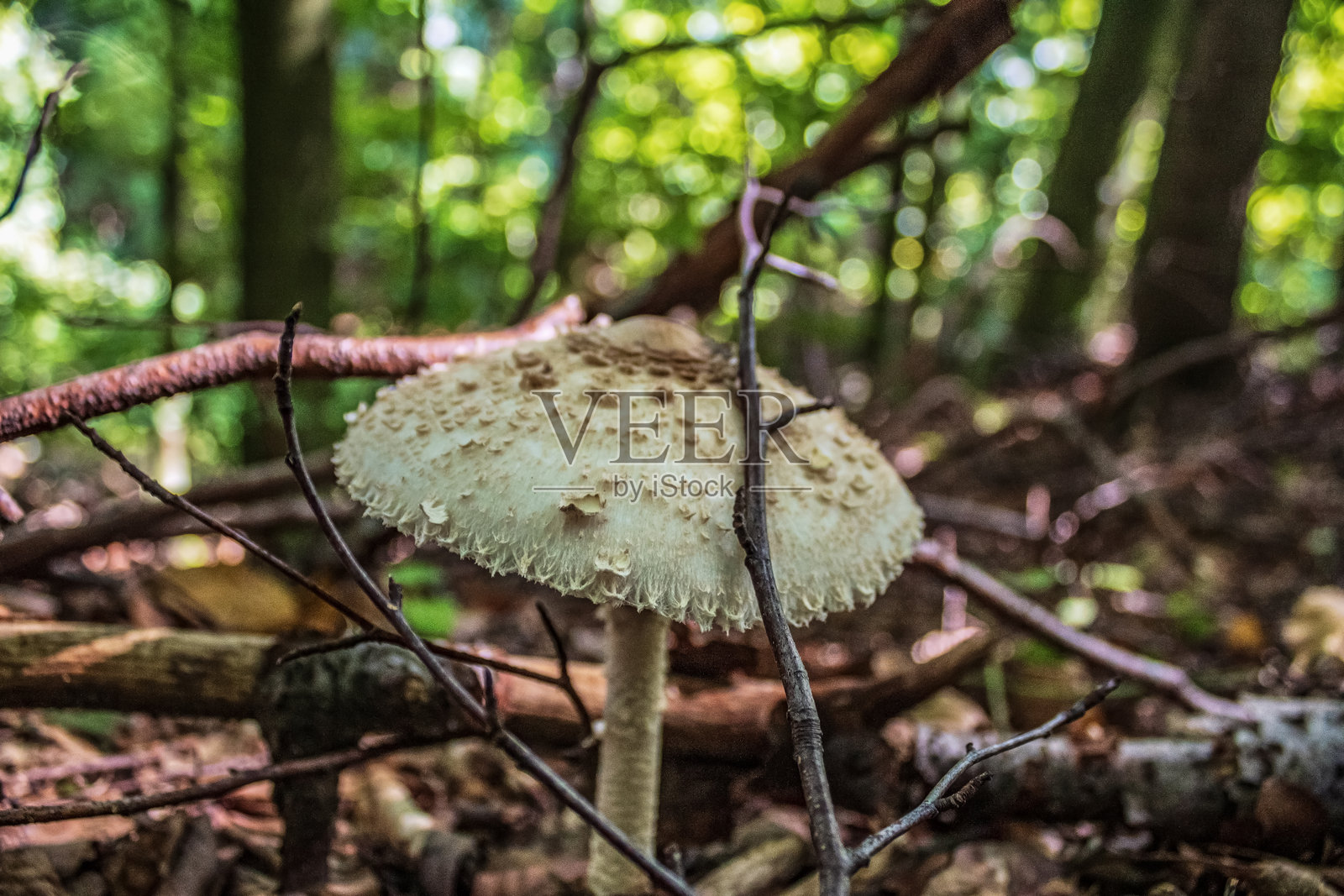 宏观 - 森林 - 欧洲,罗马尼亚,苏恰瓦地区照片摄影图片