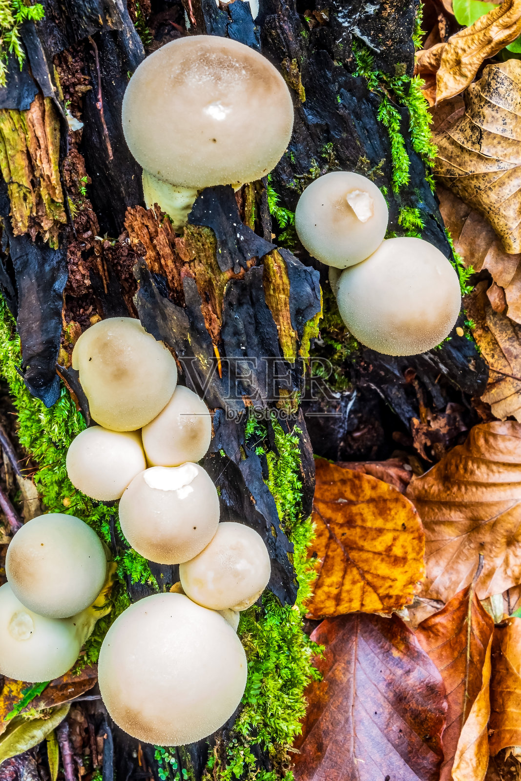 宏观 - 森林 - 欧洲,罗马尼亚,苏恰瓦地区照片摄影图片