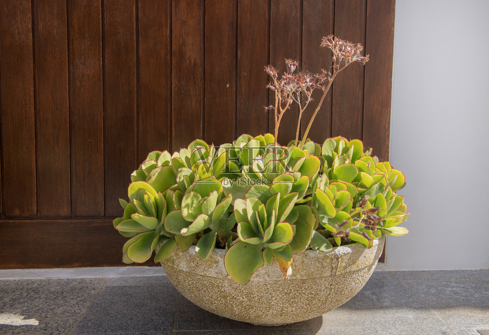 木质露台上放着多肉植物的花盆,背景是石墙。照片摄影图片