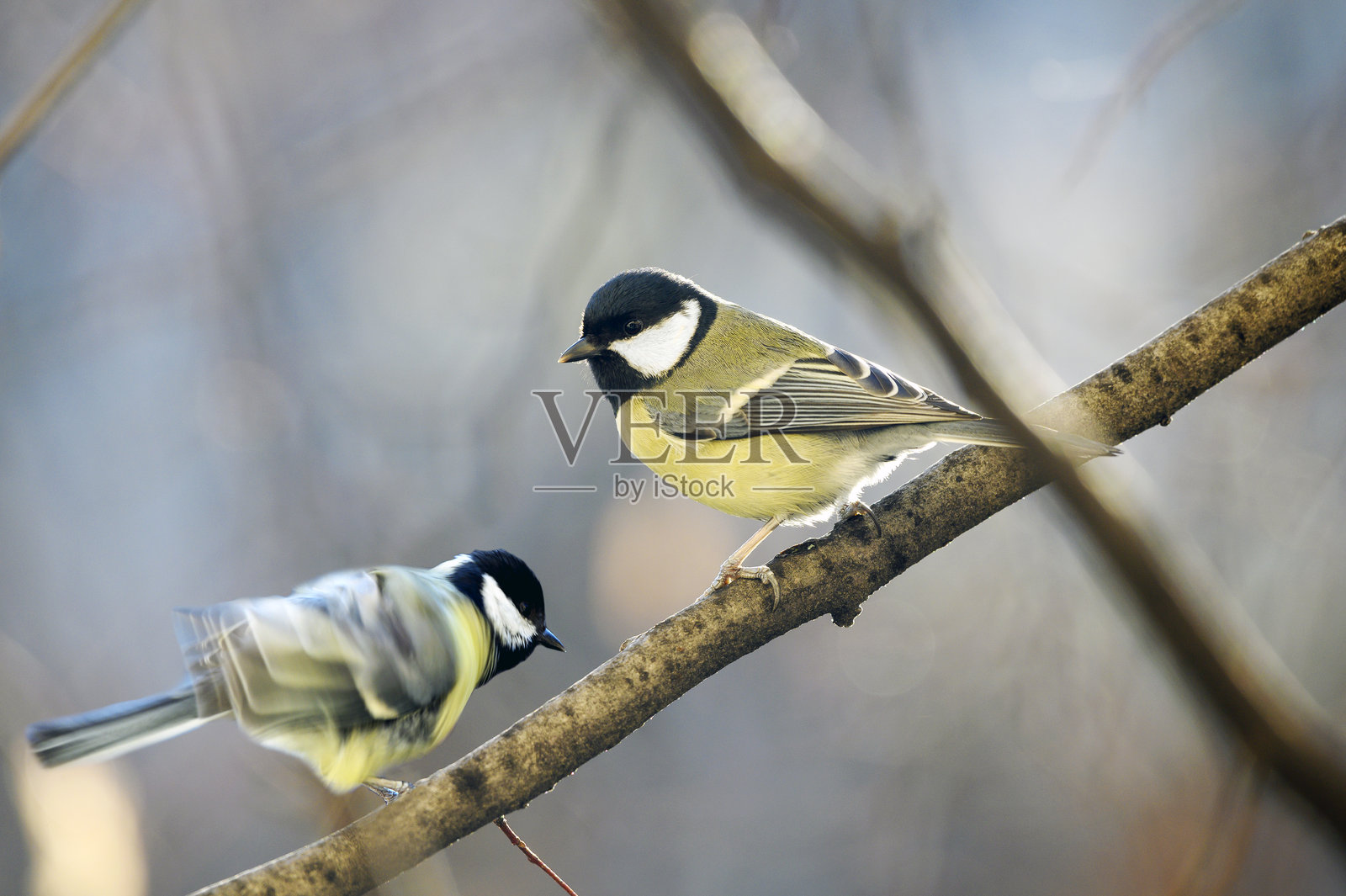 大山雀歌唱鸟照片摄影图片