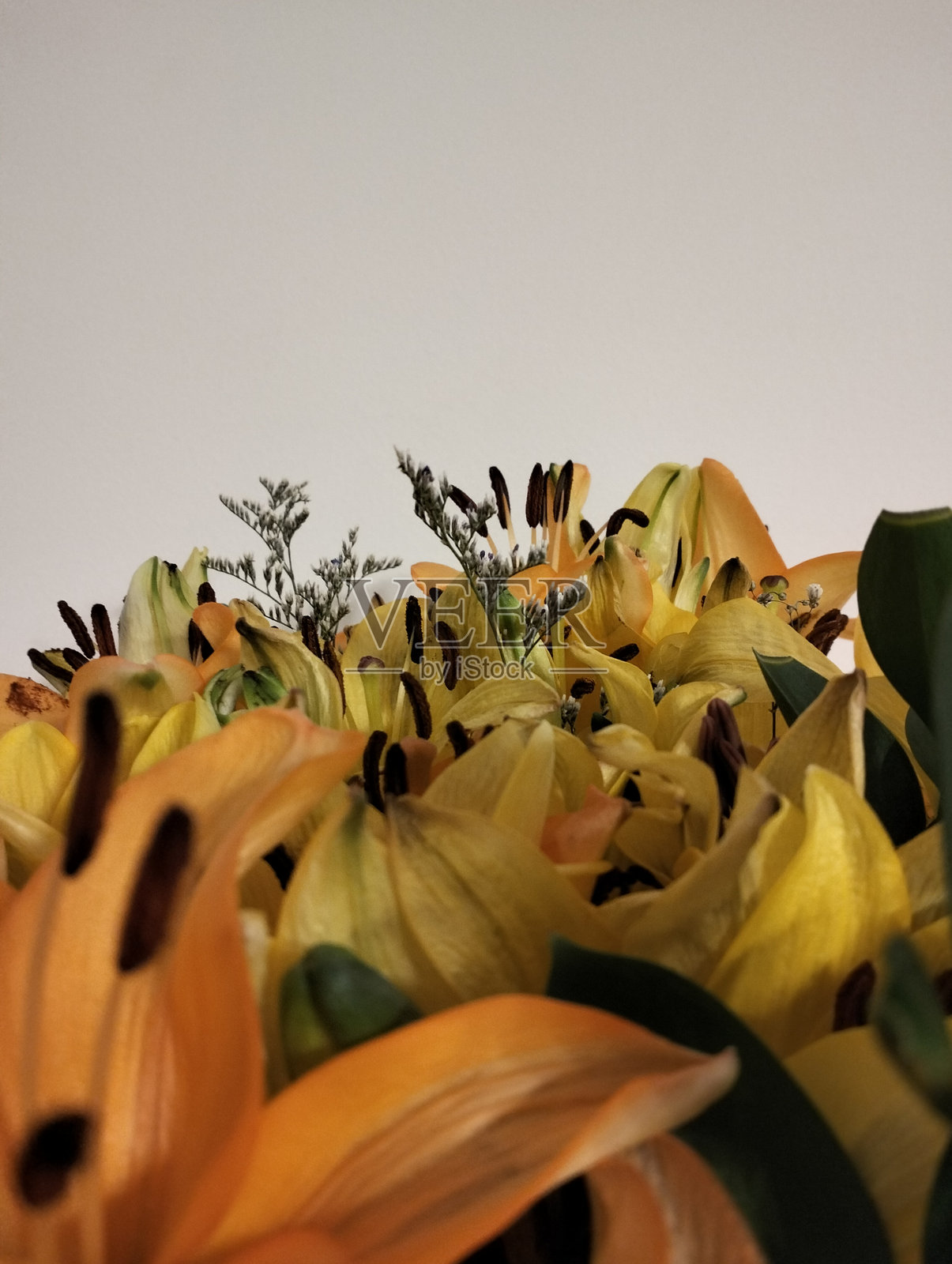 花朵照片摄影图片