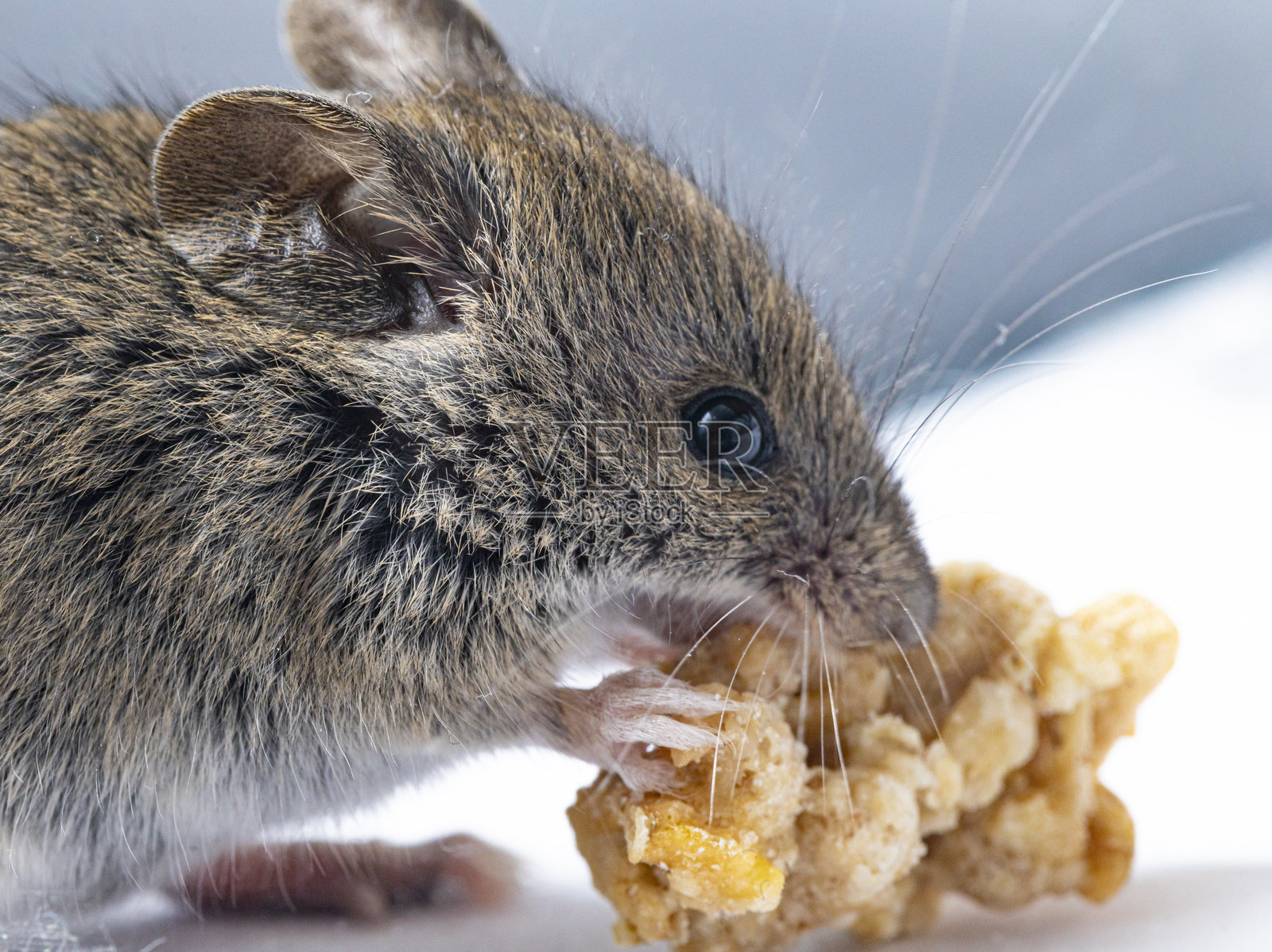 林田鼠 - 白色背景上的林田鼠照片摄影图片