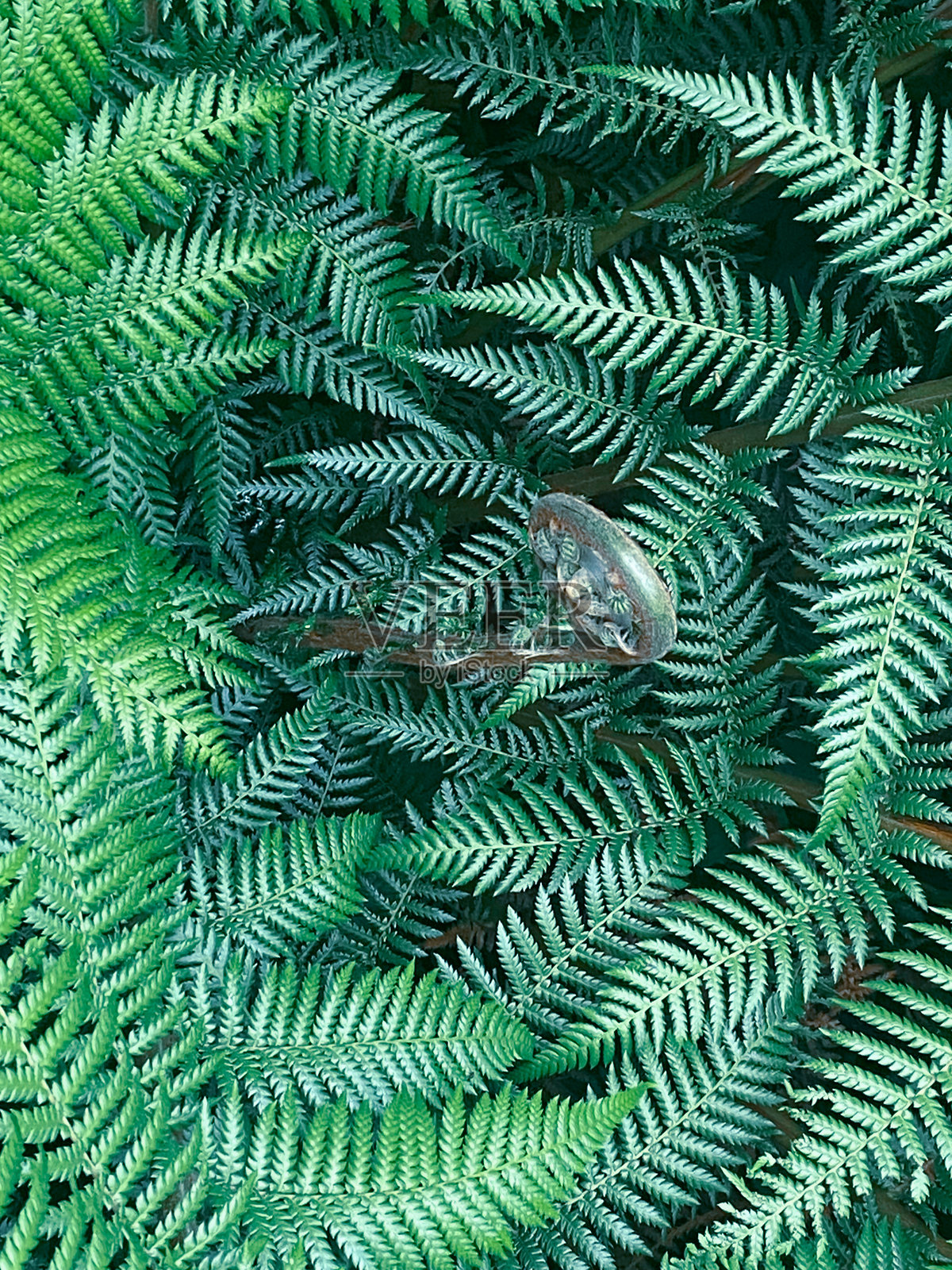 蕨类植物和新芽照片摄影图片