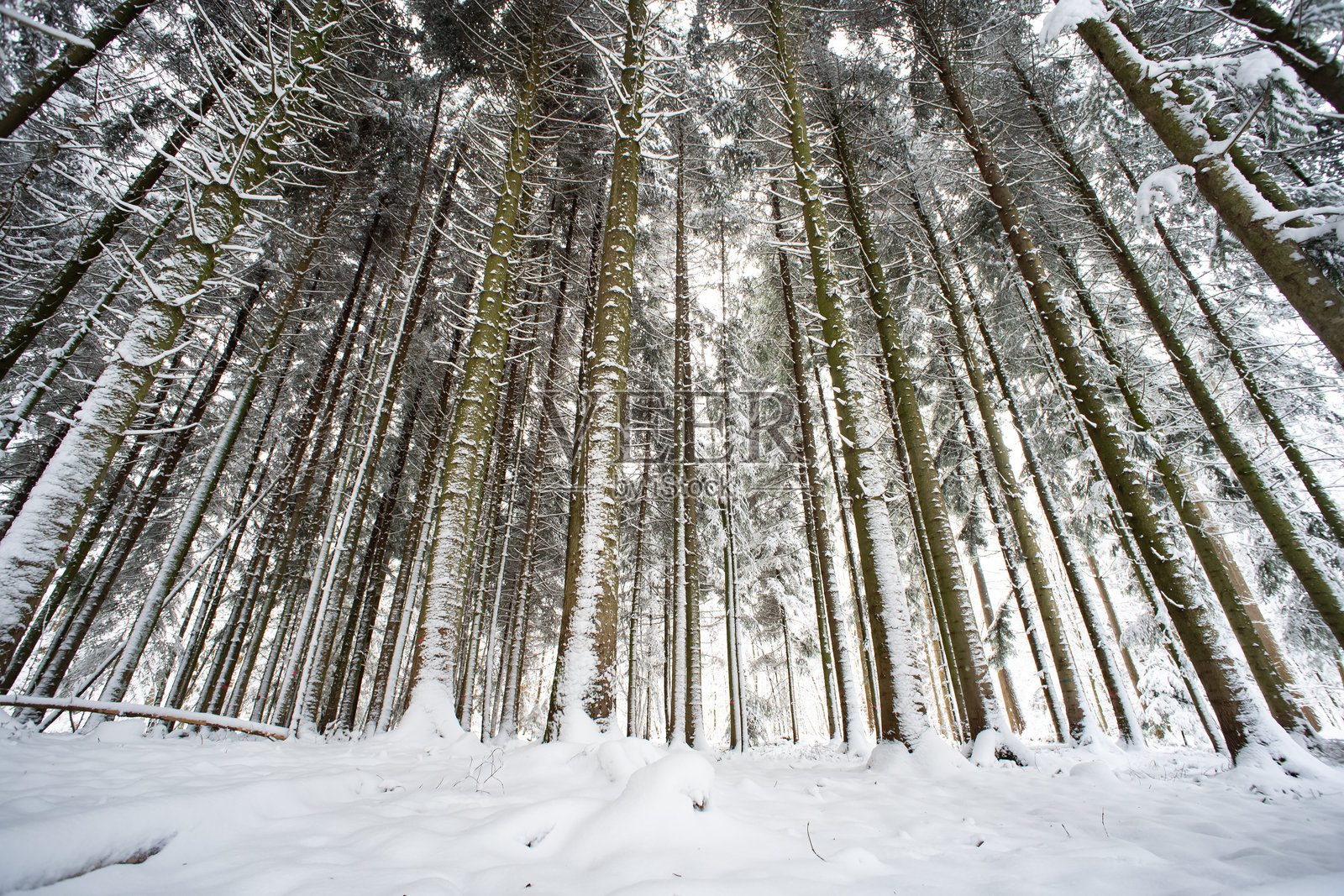 欧洲森林场景中的新鲜雪覆盖。广角视图,阴天,无人。照片摄影图片