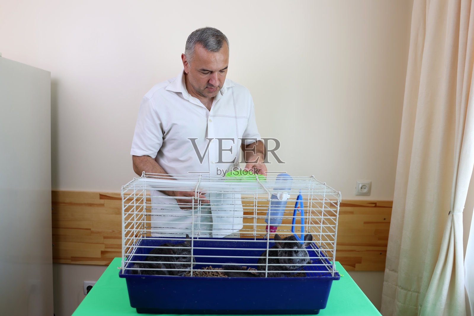 人们照顾并与毛丝鼠玩耍。照片摄影图片