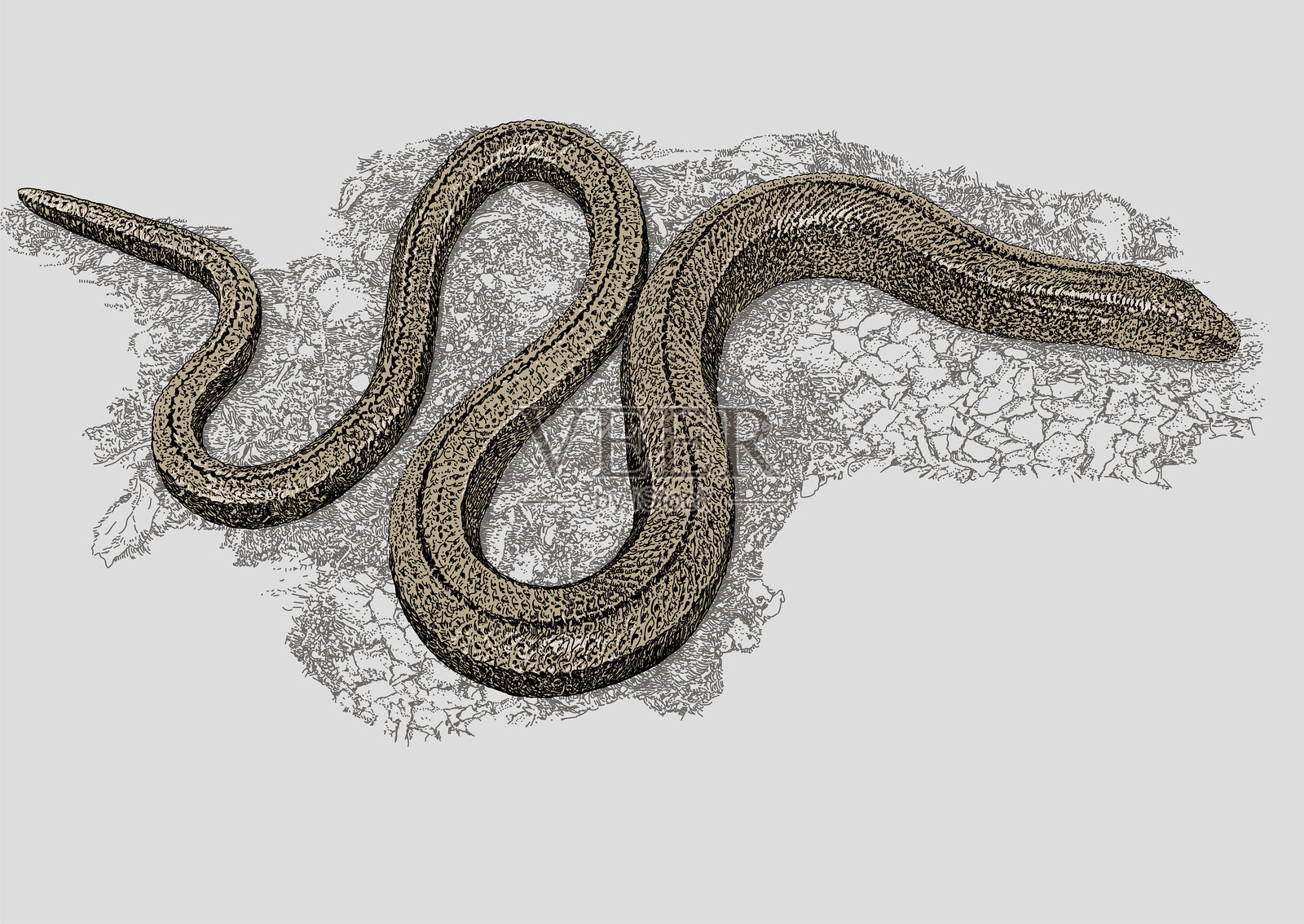 普通慢虫。无腿蜥蜴。插画图片素材