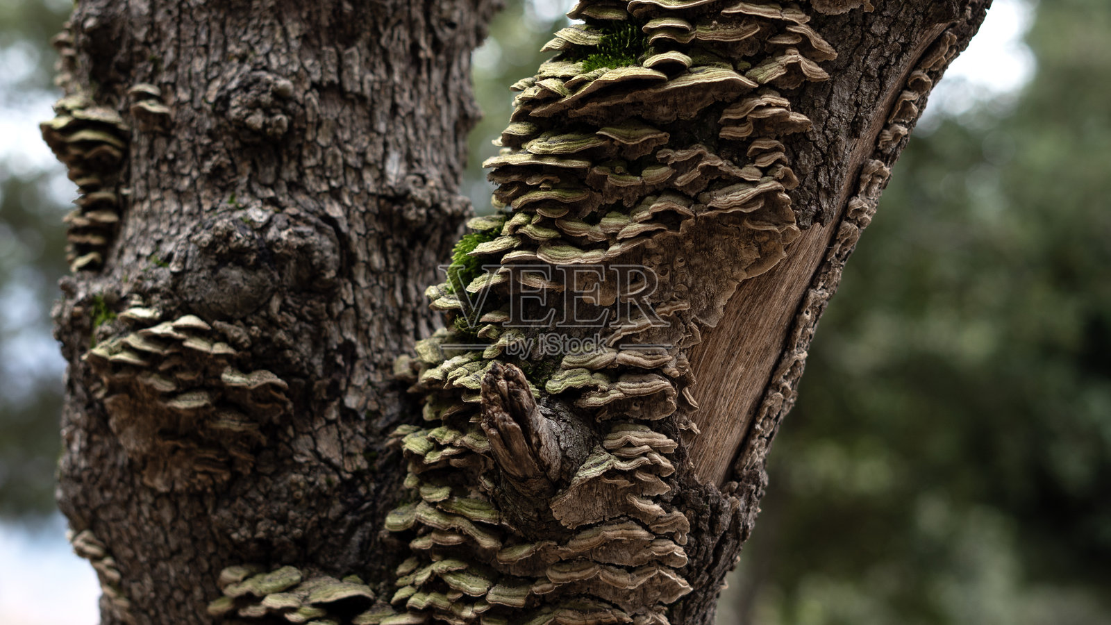 树木树皮特写。森林中树皮的特写,适合作为自然背景。自然。细节。聚焦于树干,背景模糊。照片摄影图片