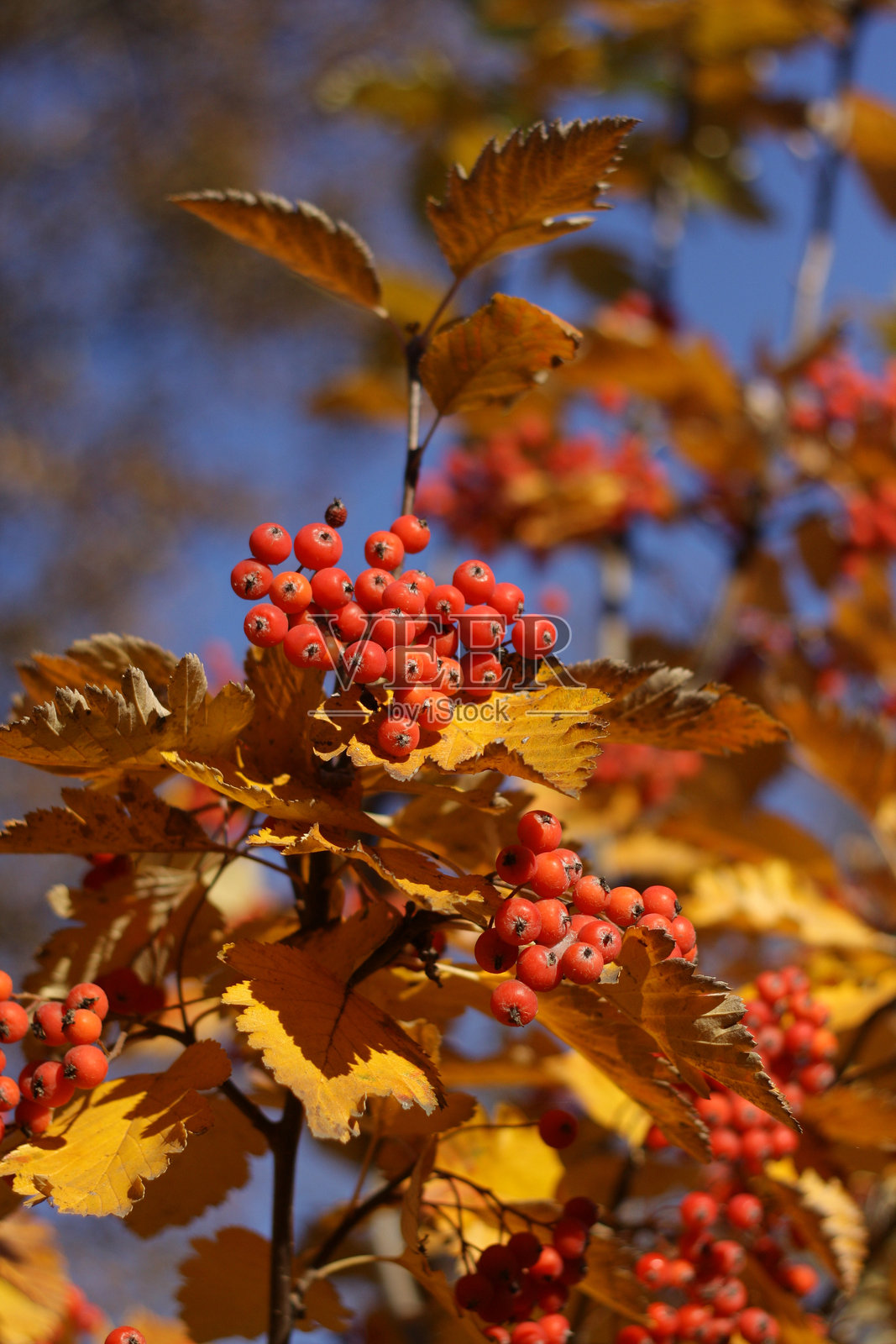 一堆长在树上的浆果照片摄影图片
