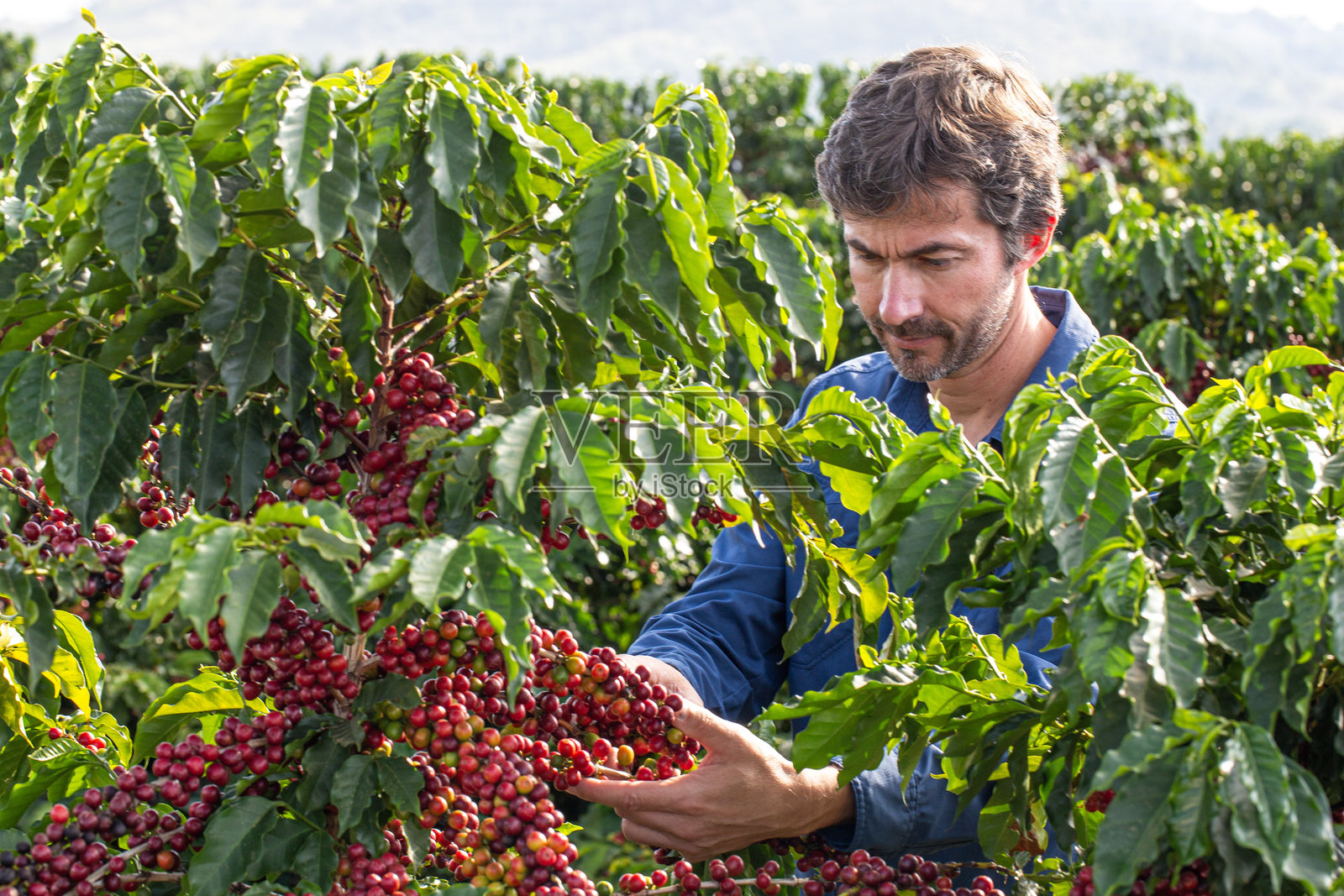 咖啡种植园中的农民。照片摄影图片