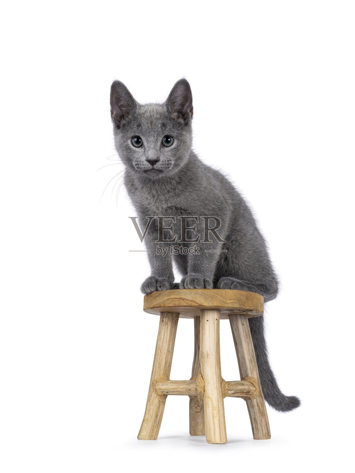 白色背景上的俄罗斯蓝猫小猫照片摄影图片