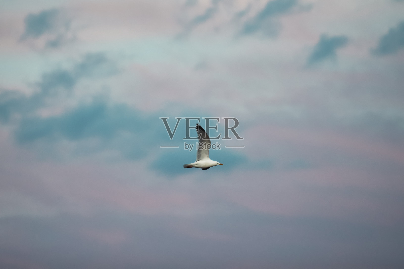 孤立的海鸥在蓝天中飞翔的照片。照片摄影图片