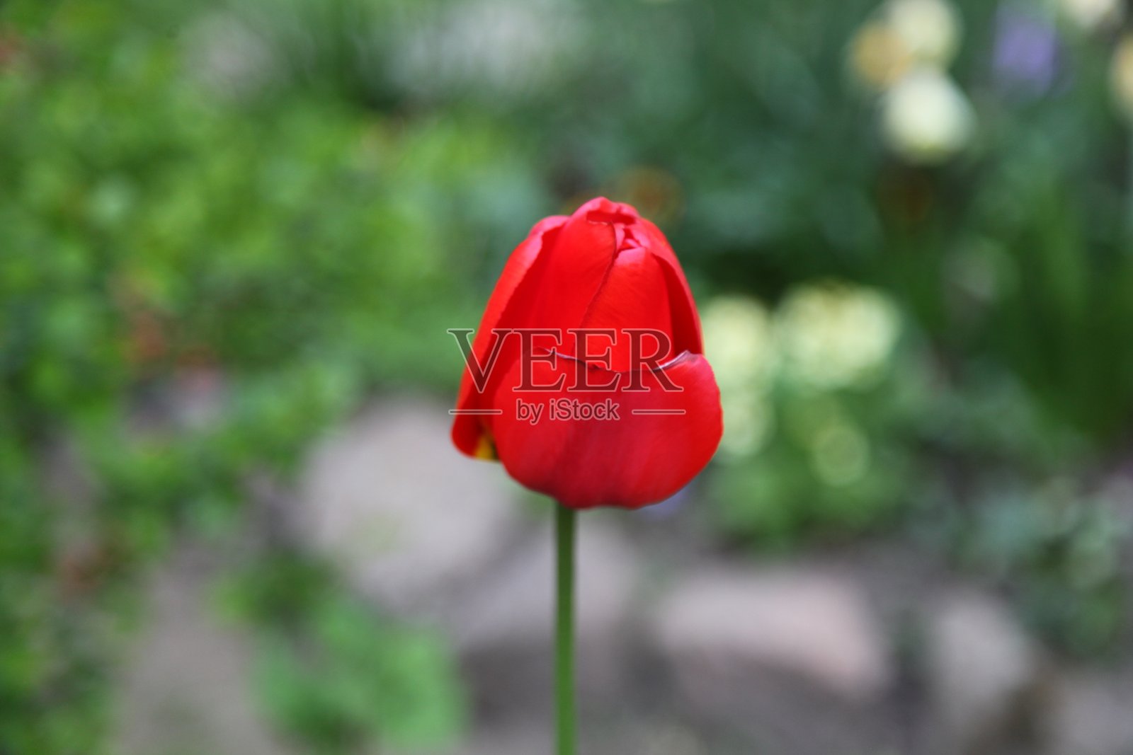 郁金香照片摄影图片