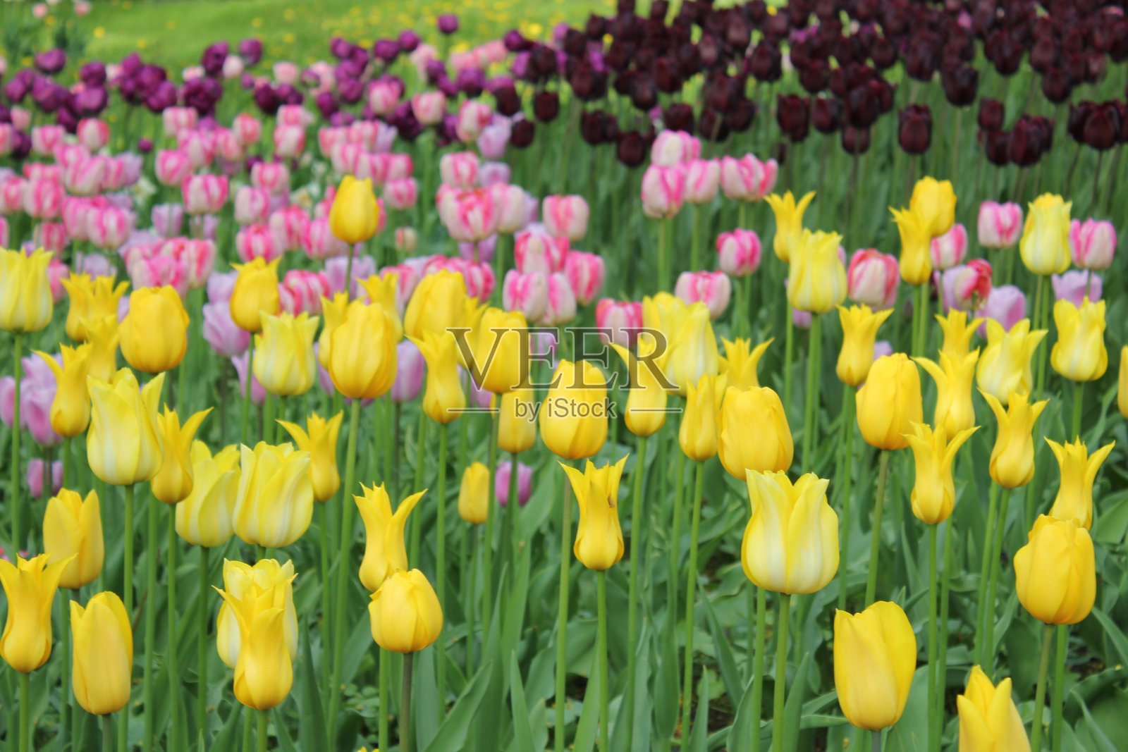 郁金香照片摄影图片