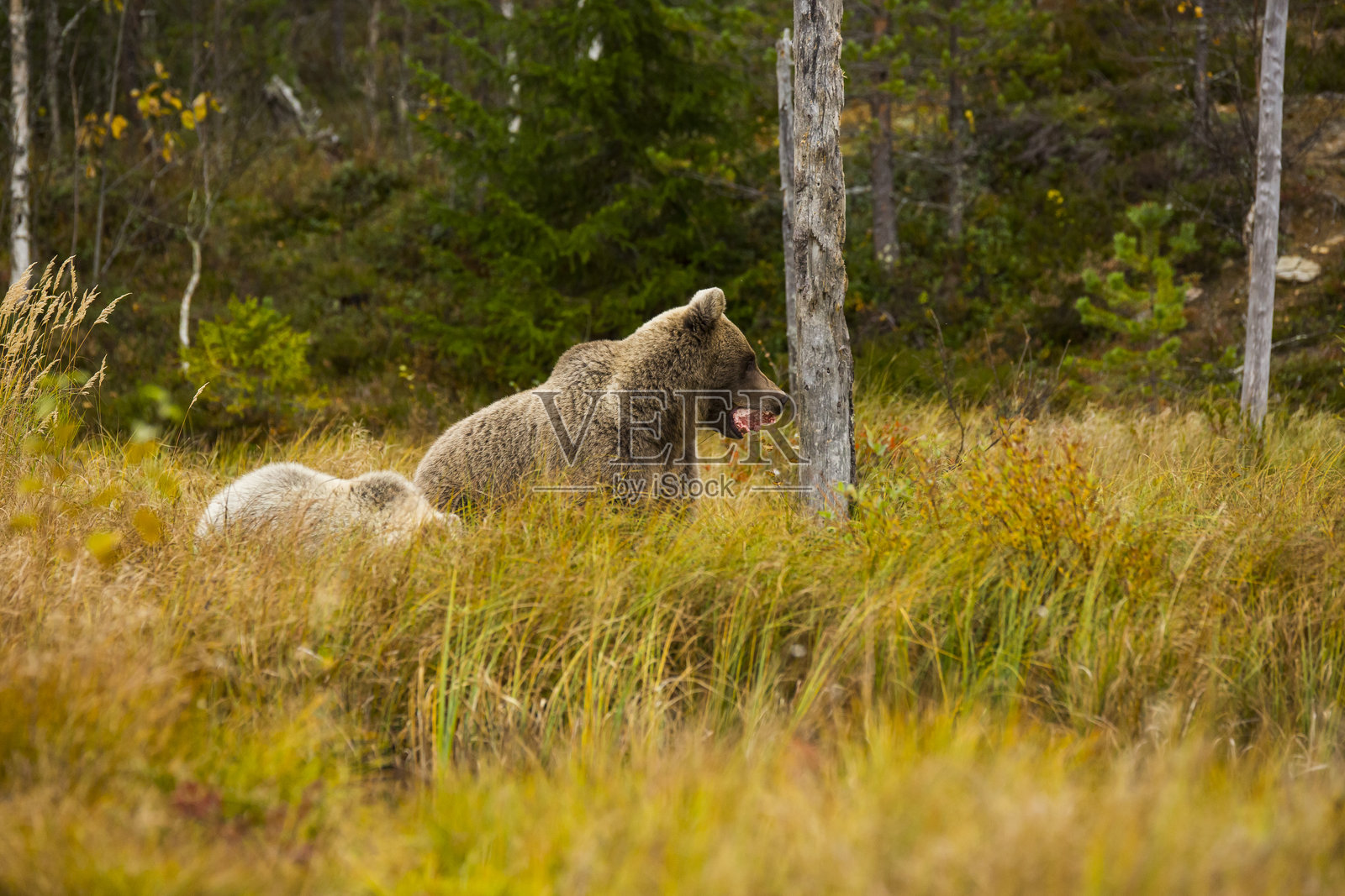 芬兰拉普兰库萨莫的棕熊照片摄影图片