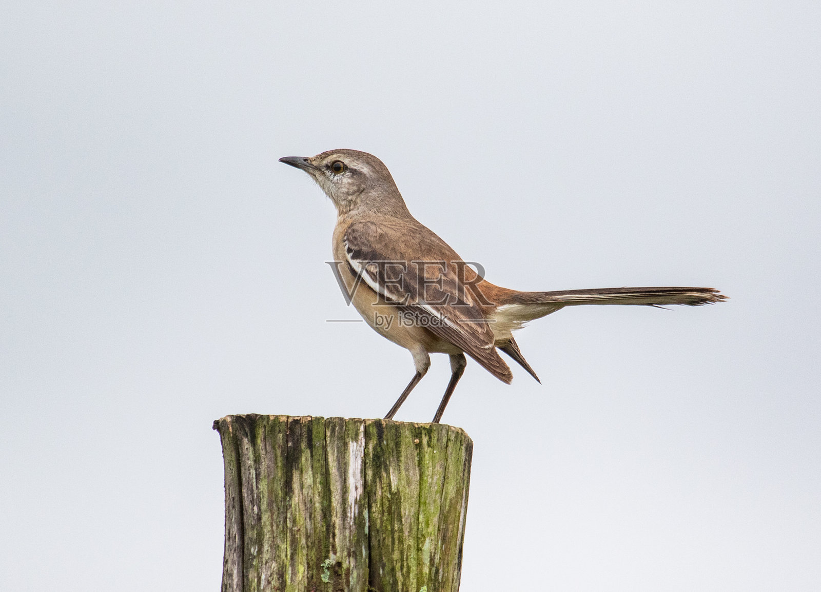 栅栏杆上的鸟照片摄影图片