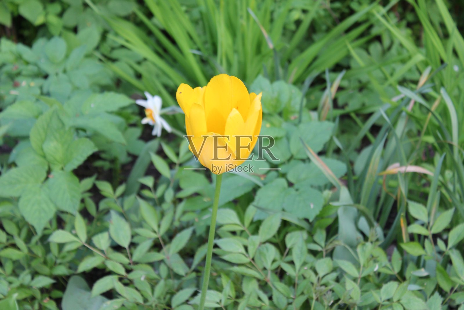 郁金香照片摄影图片