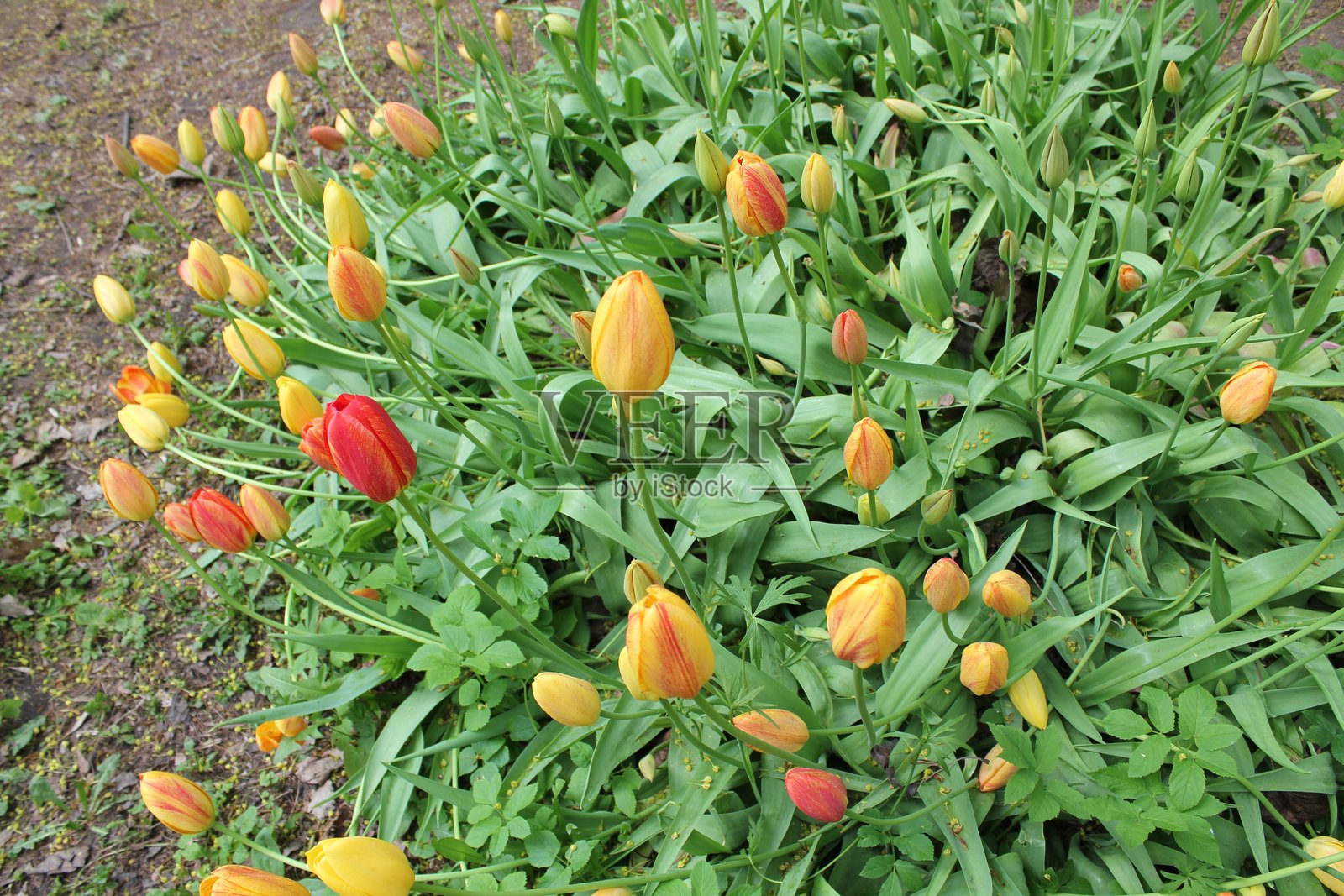 郁金香照片摄影图片