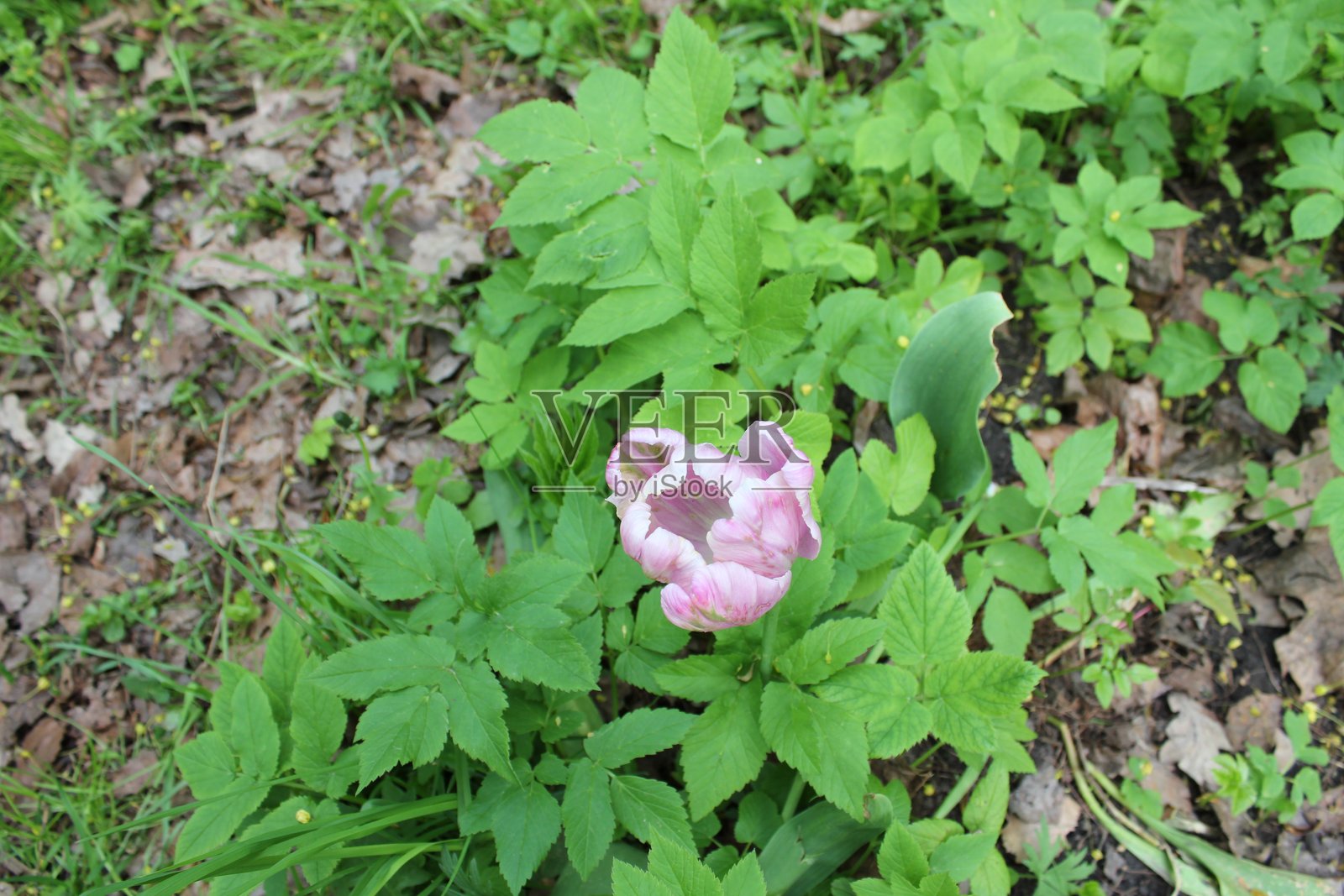 郁金香照片摄影图片