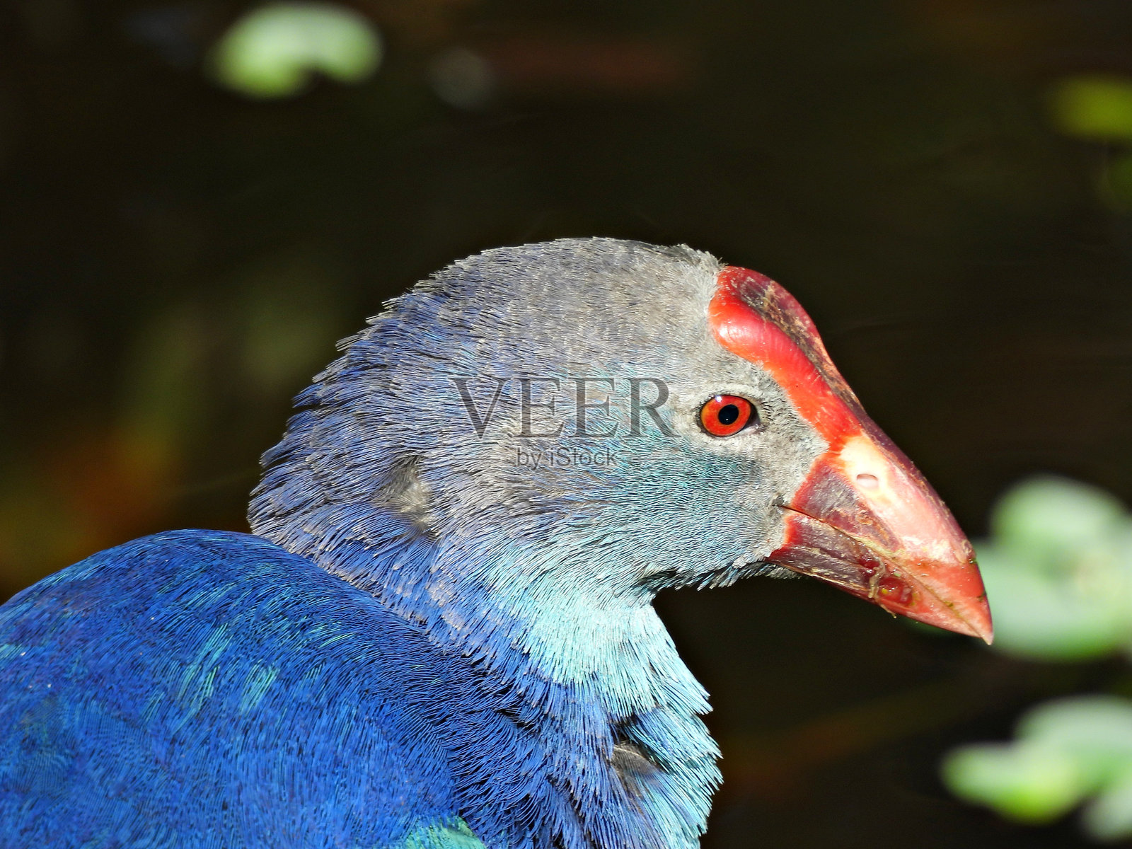 灰头水鸡 (Porphyrio poliocephalus)照片摄影图片