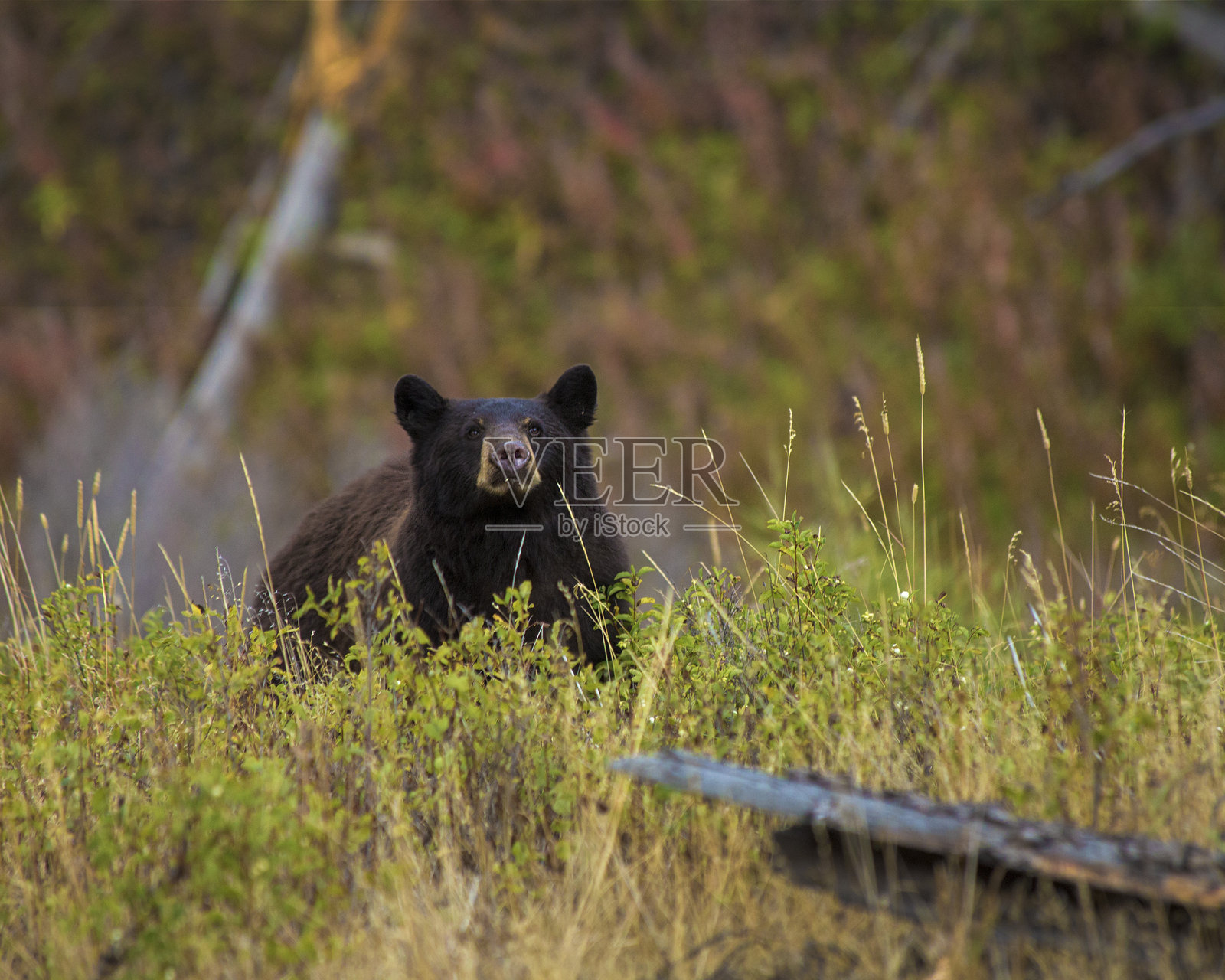 黑熊 1照片摄影图片