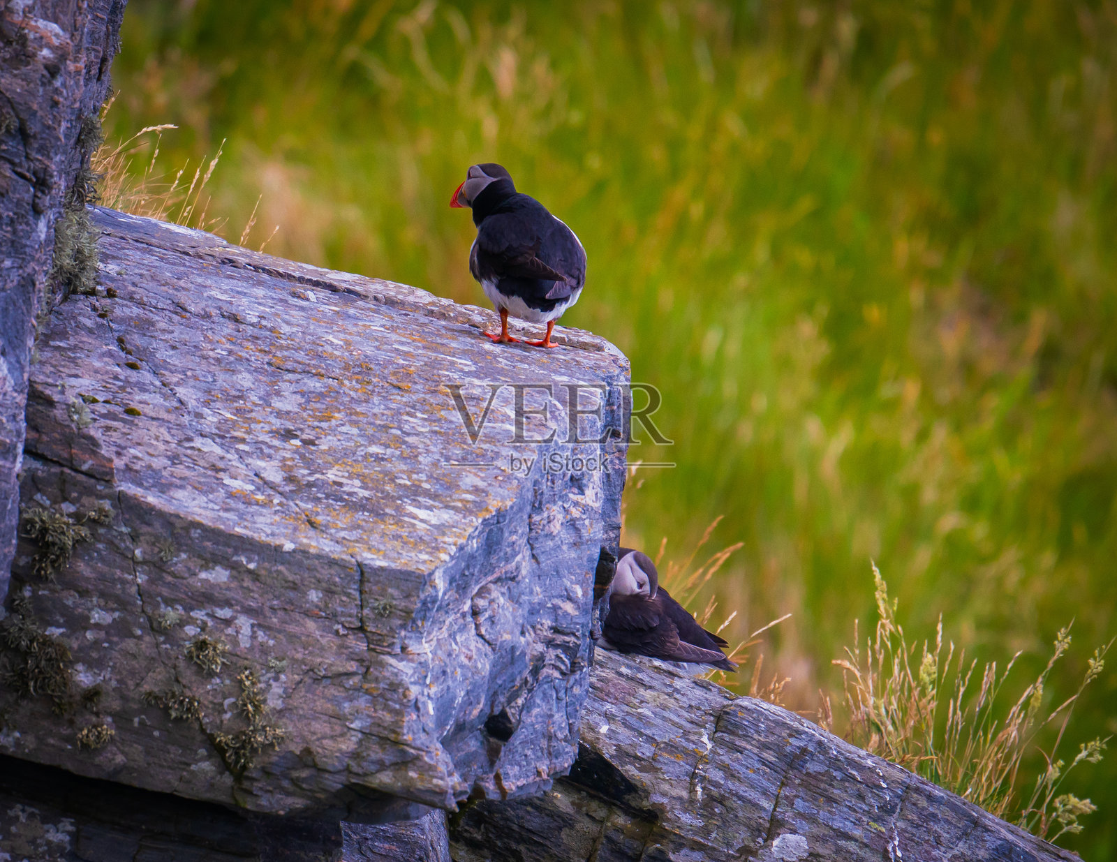 大西洋海雀在自然栖息地中照片摄影图片