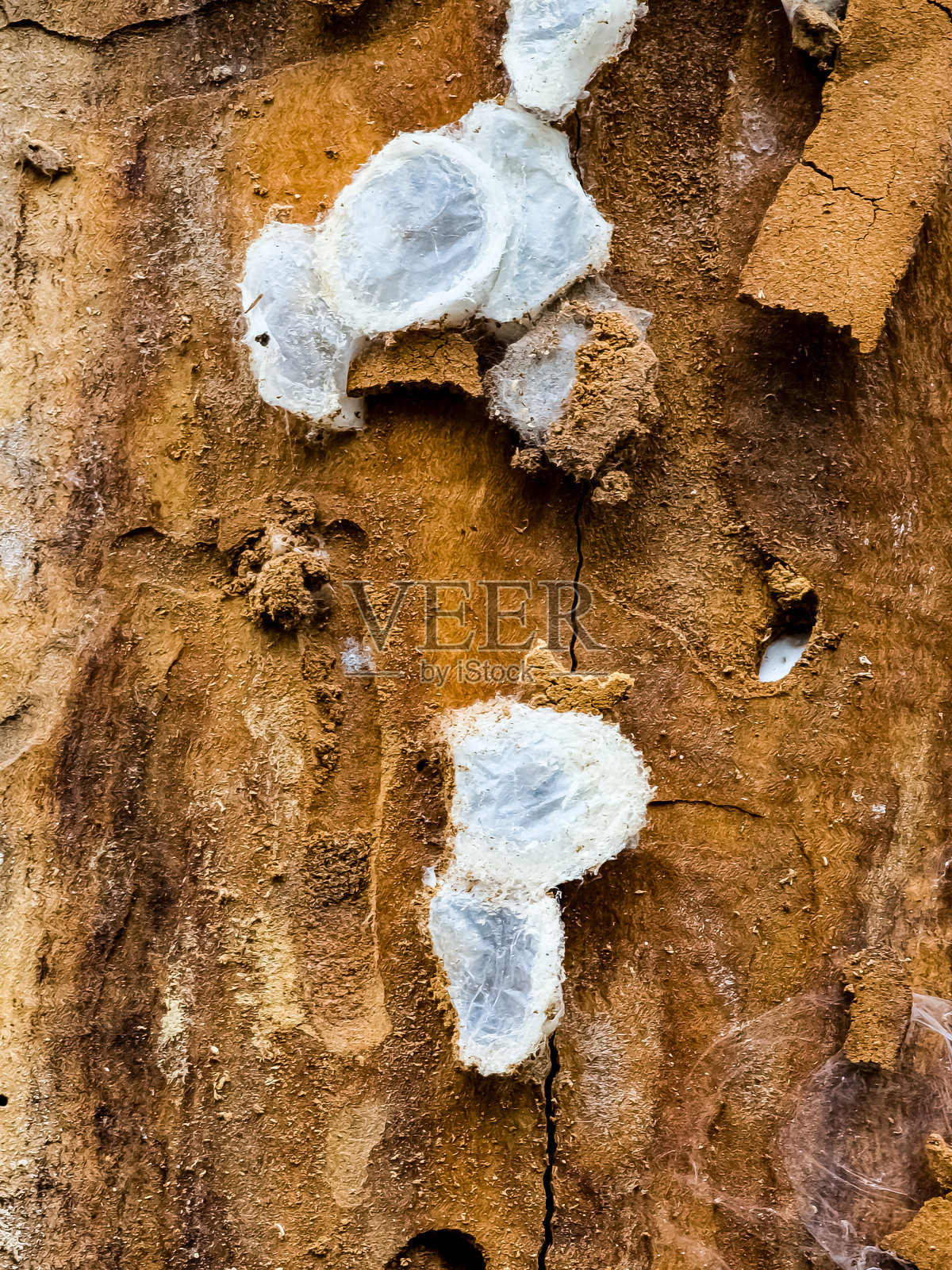 树皮上的蜘蛛巢,里面有卵。蜘蛛几乎已经从卵中孵化出来。照片摄影图片