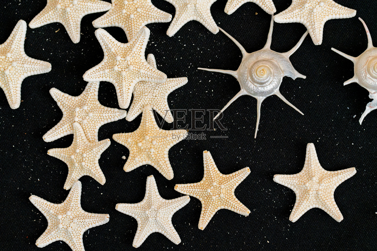干燥的海星和贝壳照片摄影图片