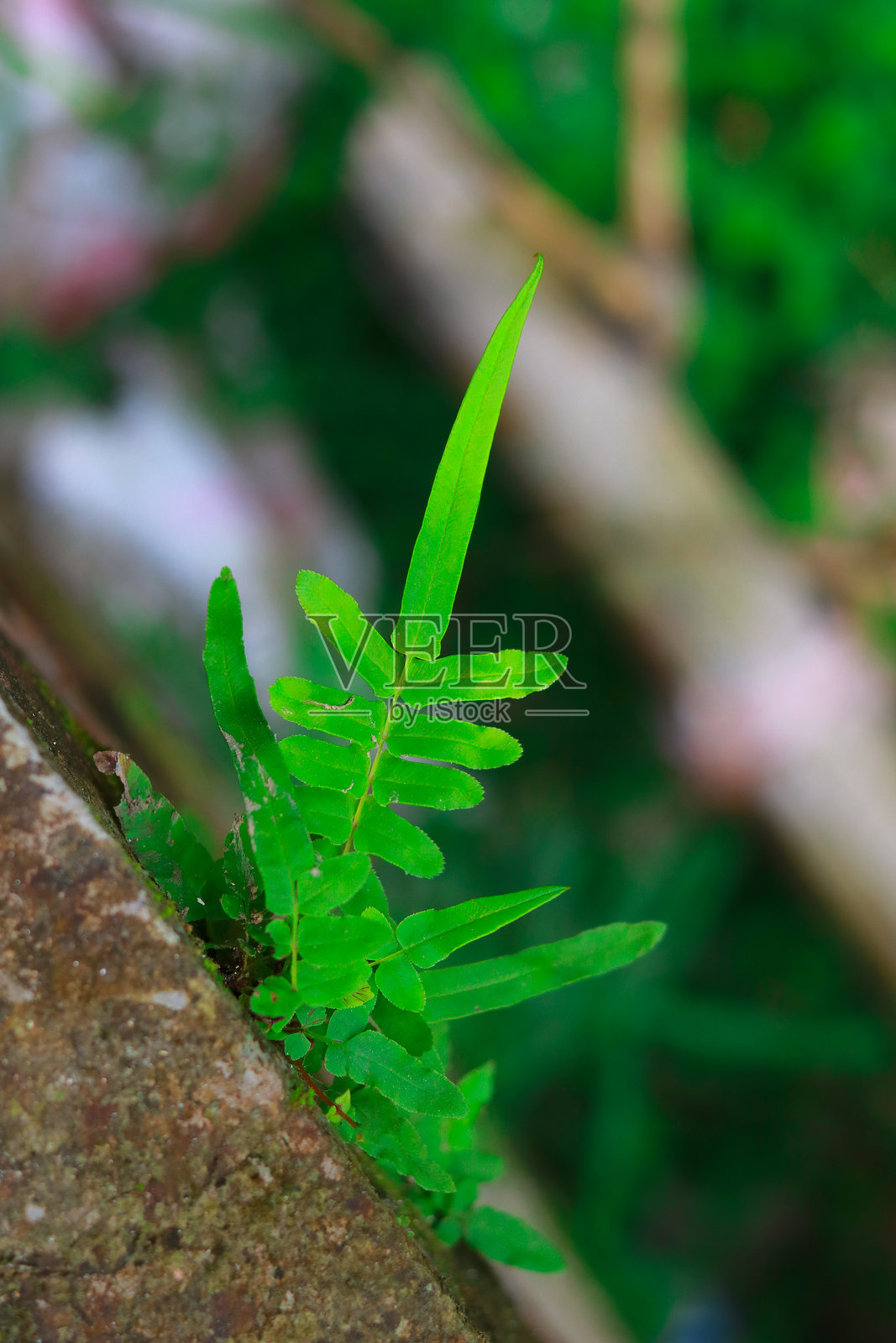 孟加拉国雨林中岩石上生长的绿色蕨类植物照片摄影图片