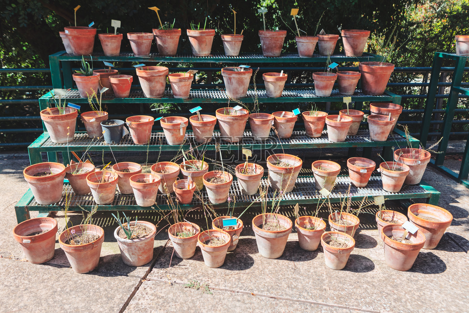 盆栽植物营造出活泼而宜人的氛围照片摄影图片