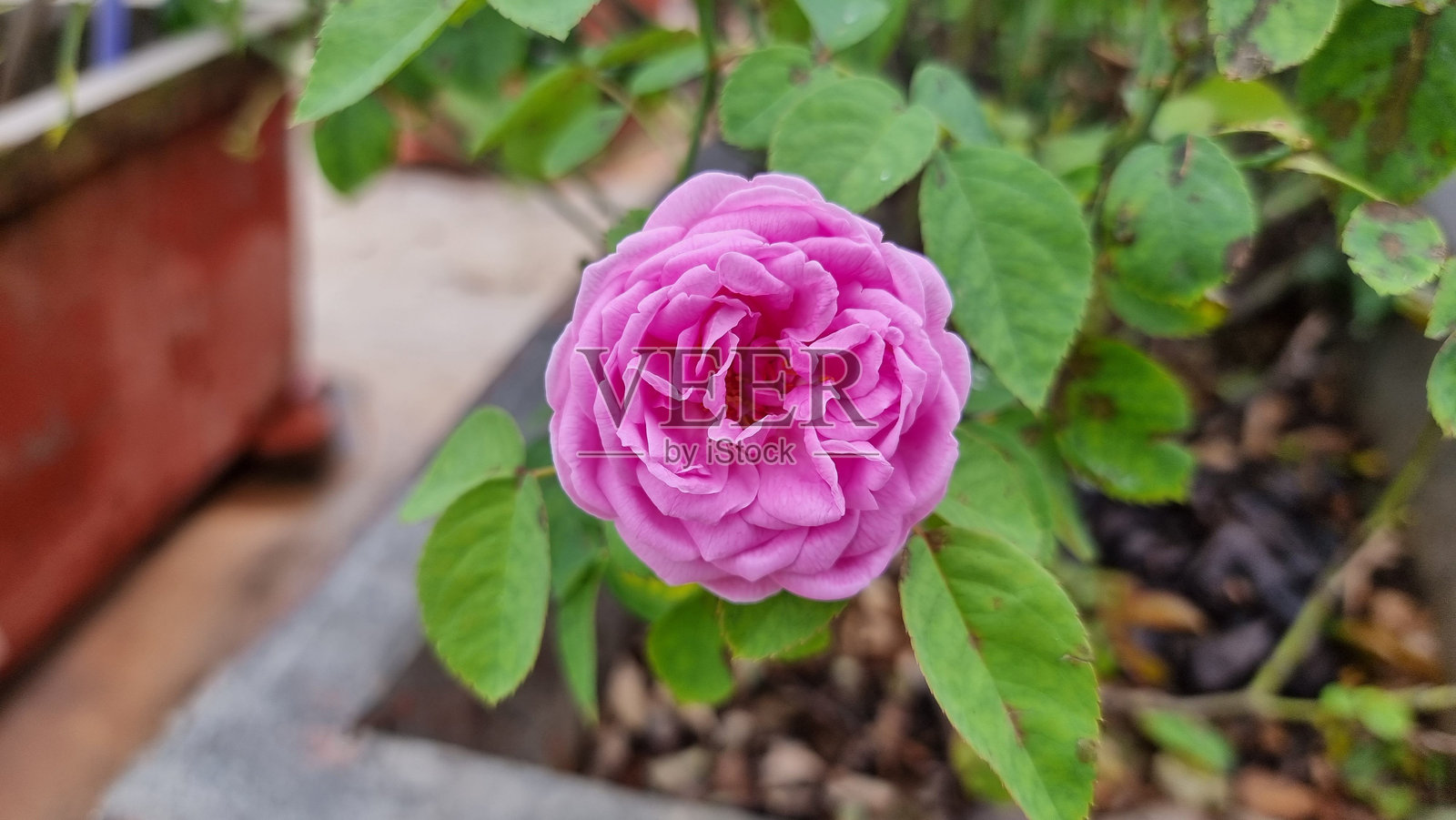 盛开的粉色玫瑰花照片摄影图片