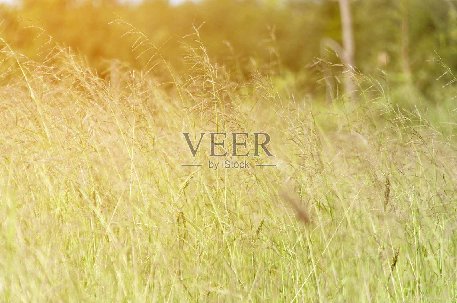 田野上植物的特写生长照片摄影图片