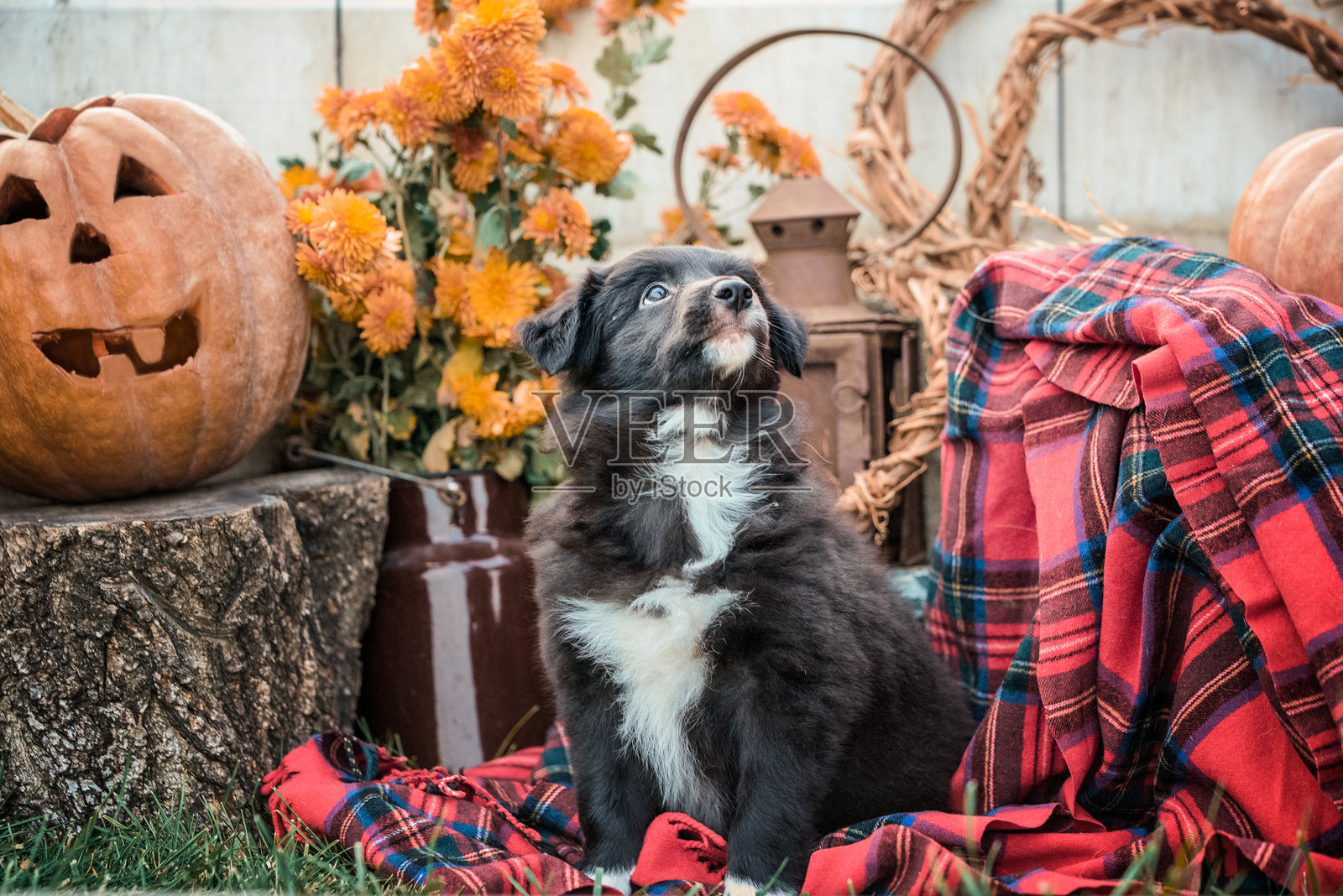 黑白色边境牧羊犬小狗坐在豪宅后院的万圣节拍照区照片摄影图片