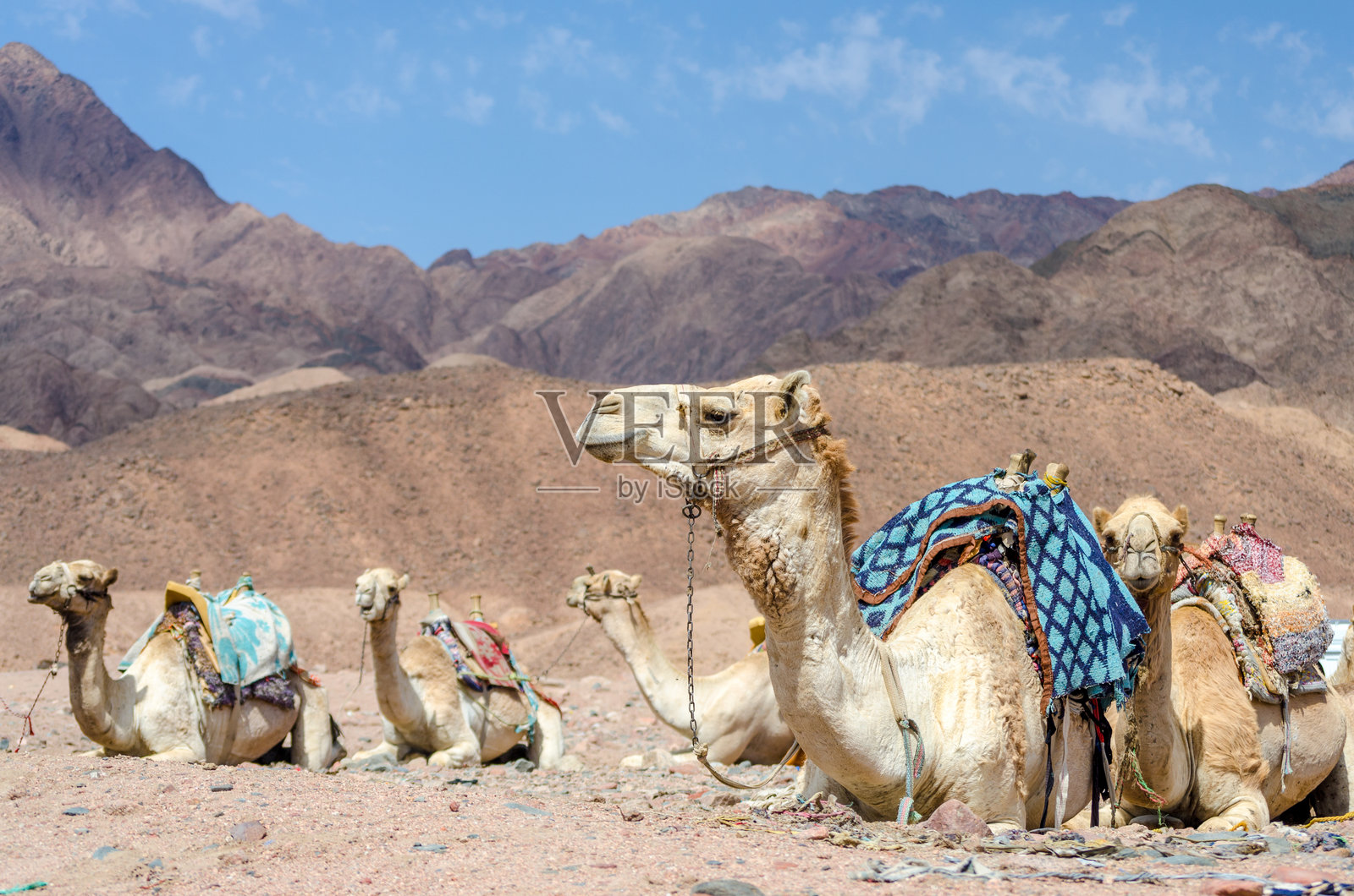 埃及南西奈达哈布的岩石沙漠中的骆驼照片摄影图片